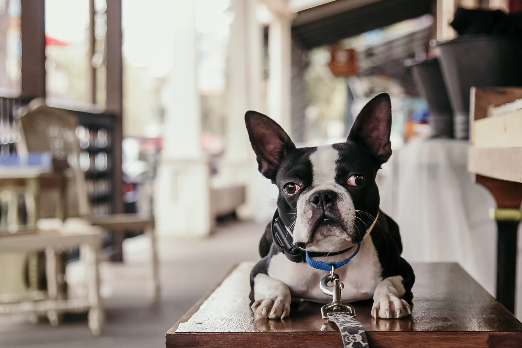 Why Obedience Doesn’t Matter: Dog Behavior Rehabilitation