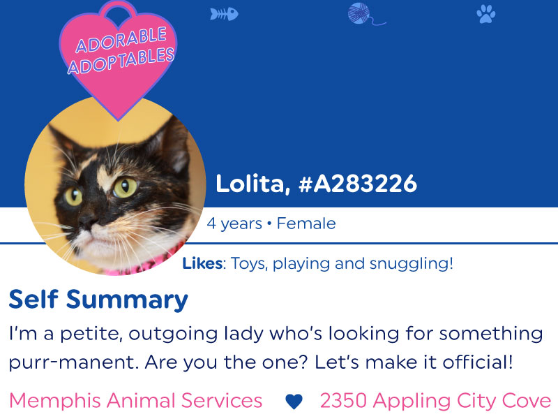 One of many pretend dating profiles for pets at Memphis Animal Services. These premiered around Valentines Day, and were a huge hit!