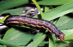 armyworms.jpg