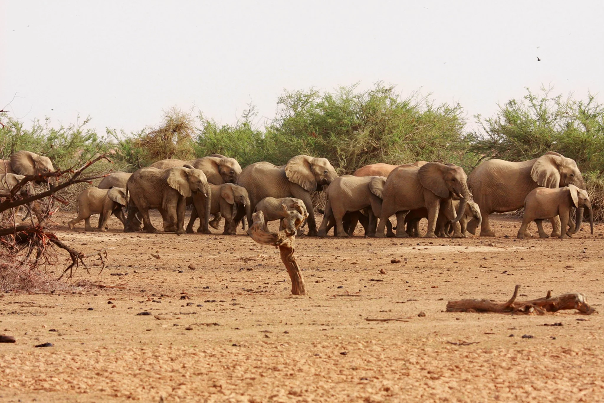 Mali4.jpg
