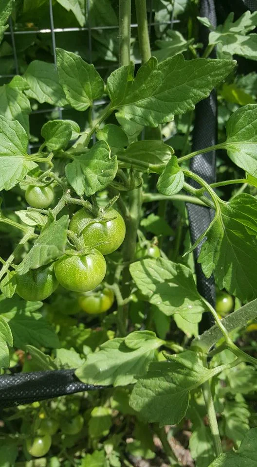 tomatoes.jpg