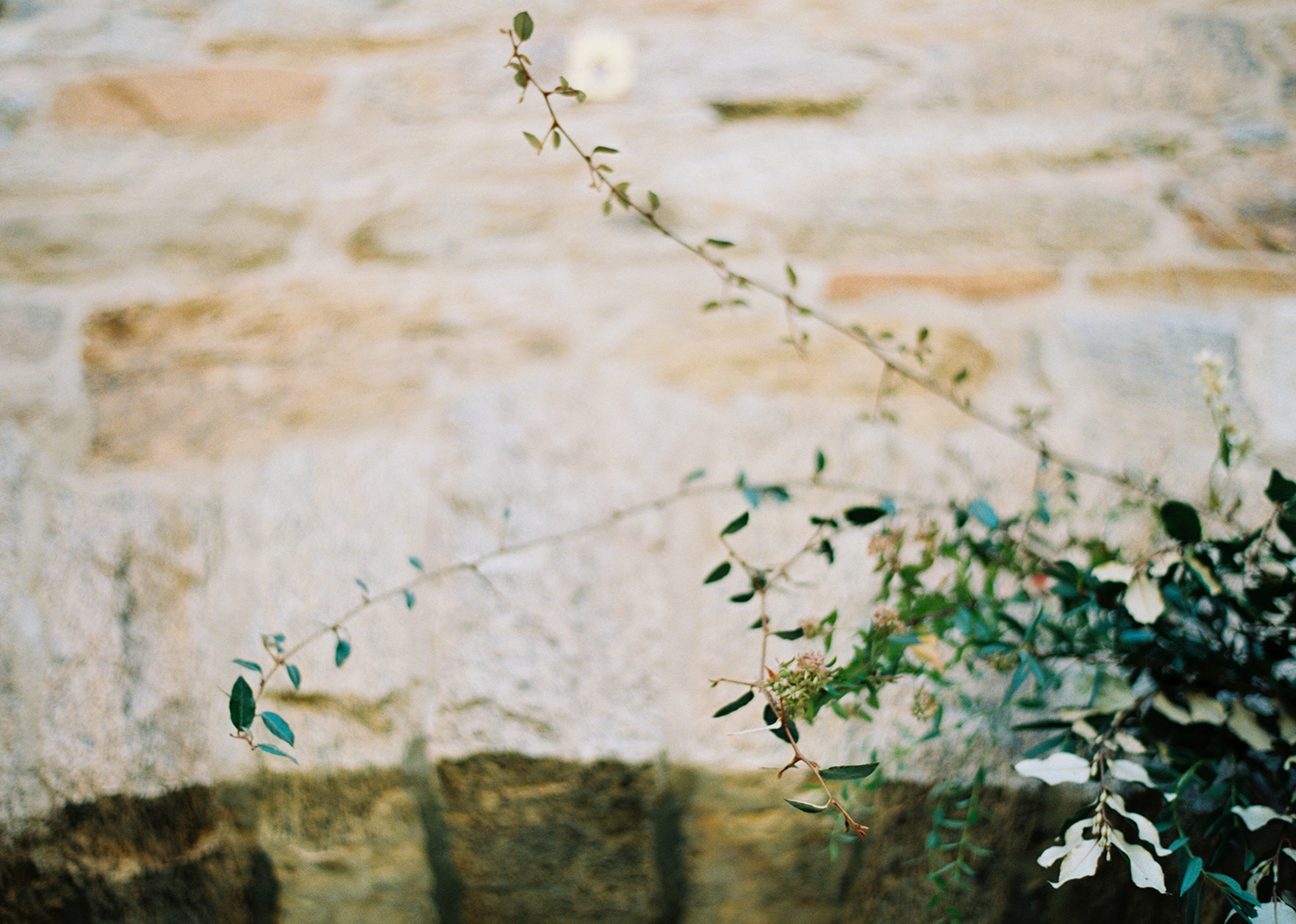 Photosynthesis Floral Design-Kate Ignatowski Photography