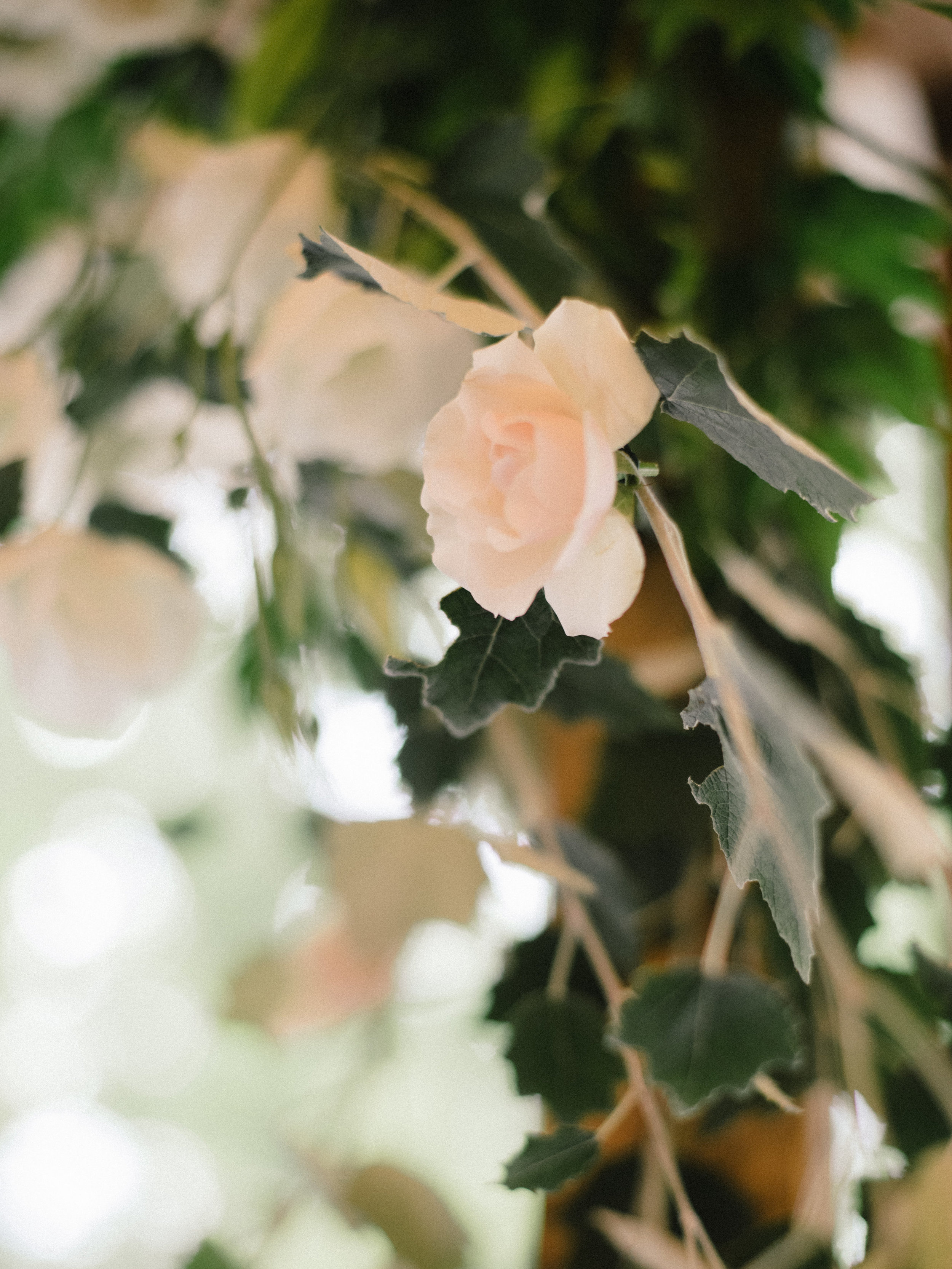 photosynthesis floral design-kim stockwell photography