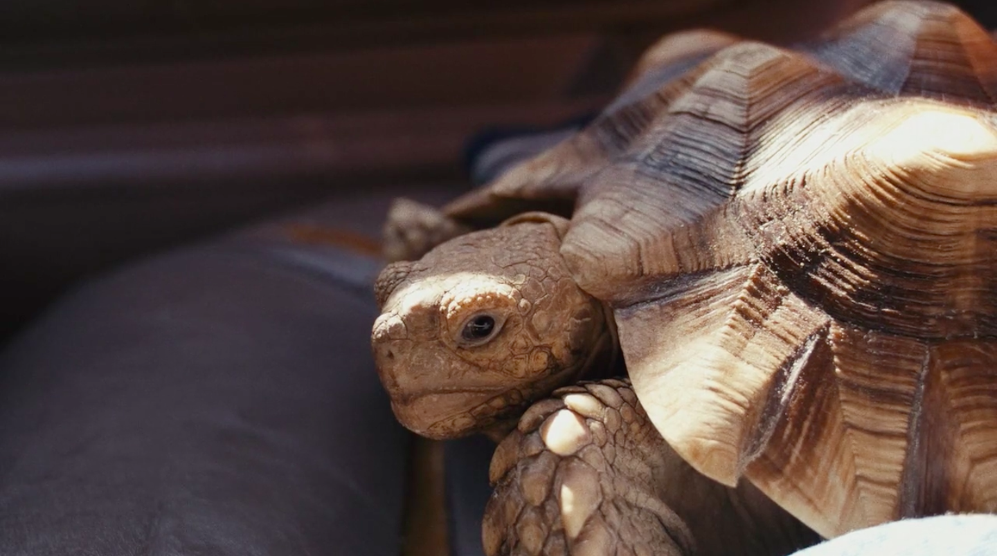 Tortoise
