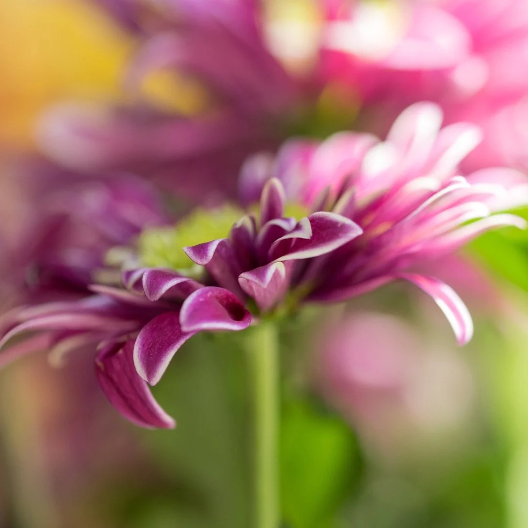 Choose Your Response