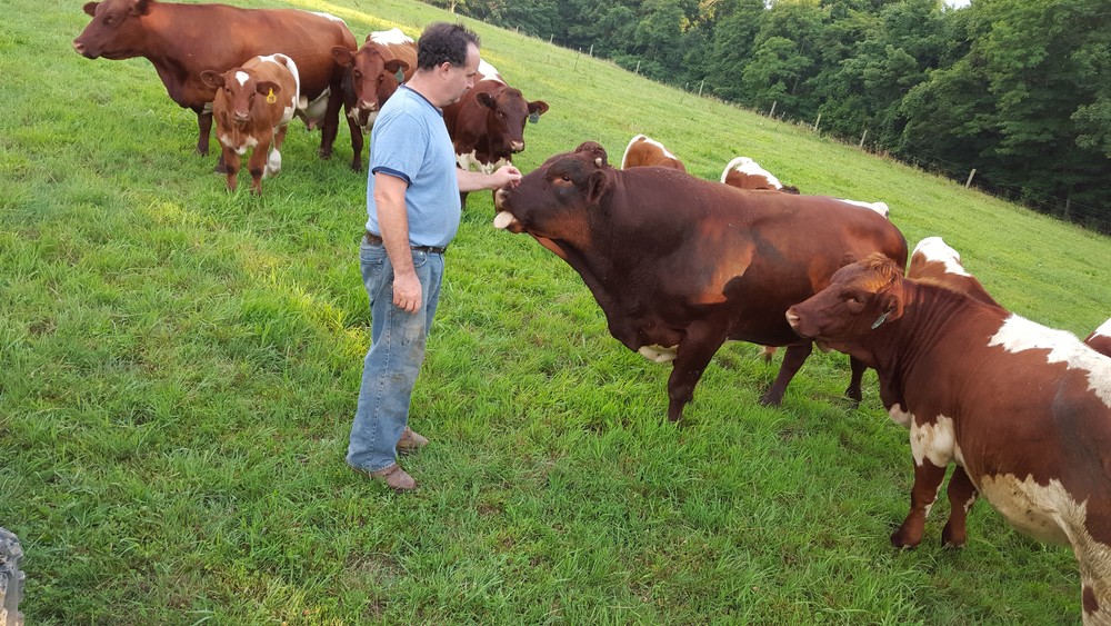 images Beef Pinzgauer Cattle about springhill pinzgauers