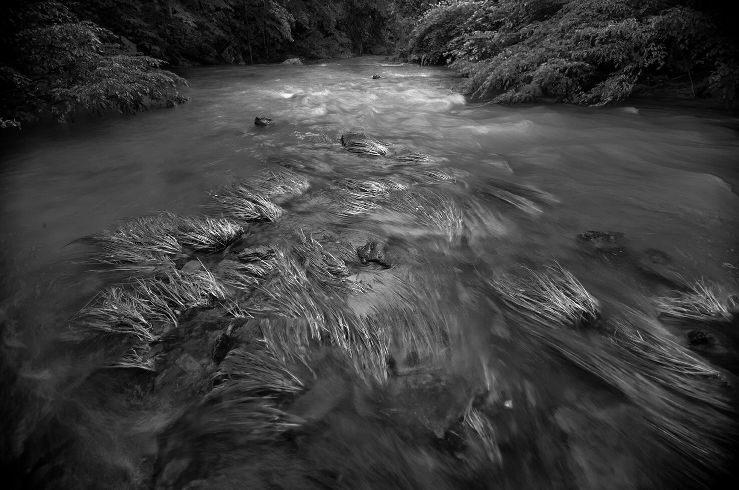 waterswept reeds4BW.jpg