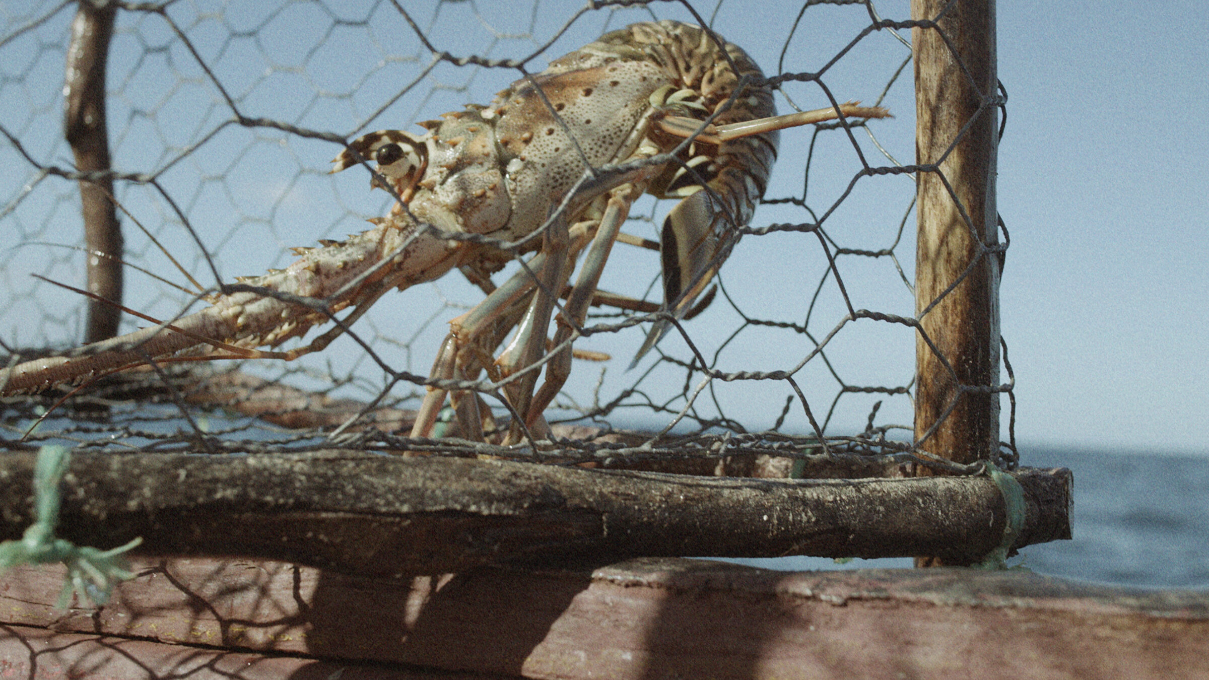 “Errantry” is a multi-channel video installation that centres the polyphonic rhythms of the coastal space, the surrounding Caribbean Sea, and the life sustained by them. Shot on location on the south coast of Jamaica with Fisherman and Painter, Tomm