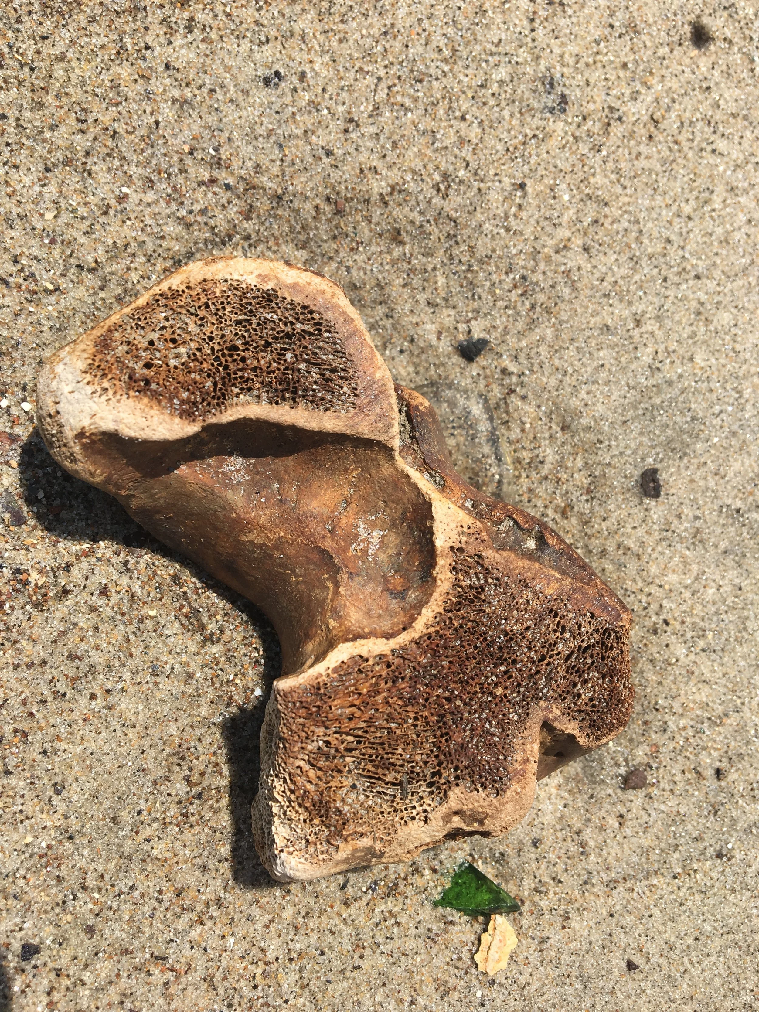 Likely a horse bone found buried in the sand.
