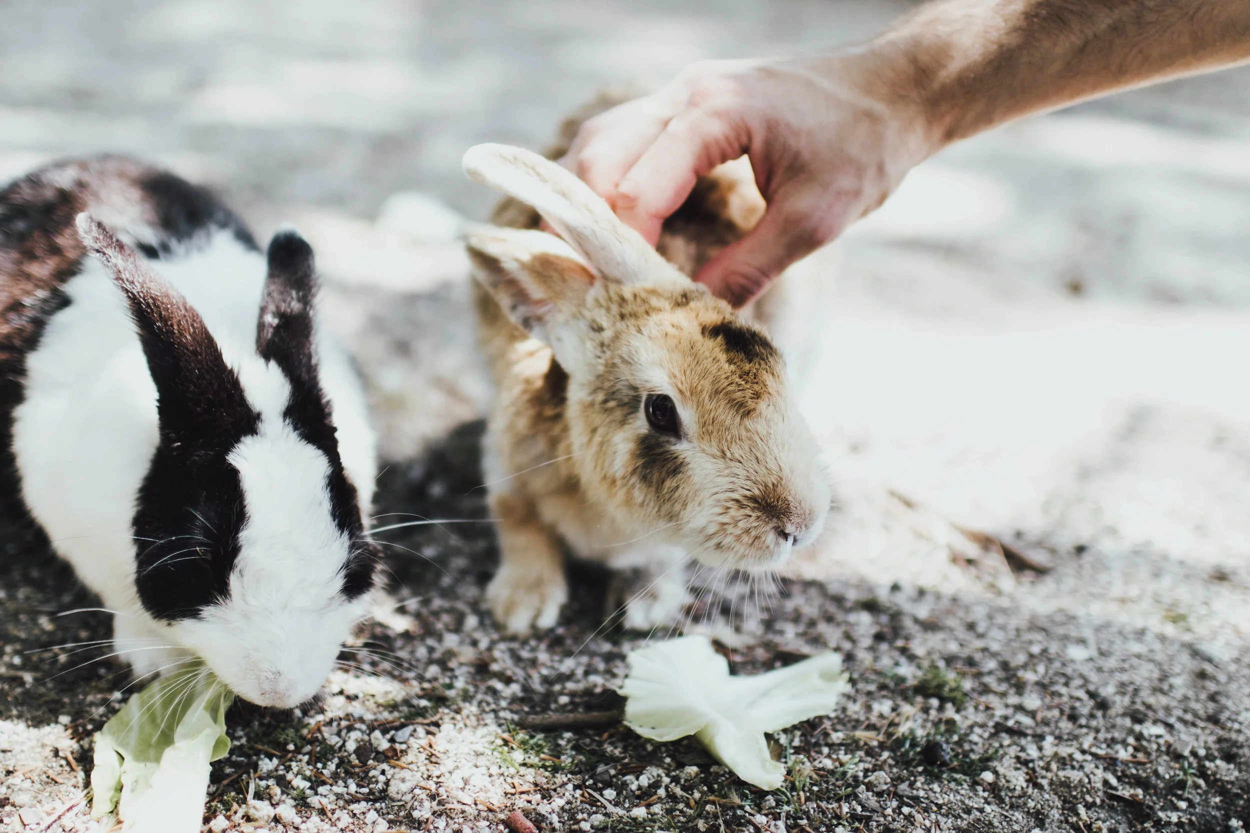 rabbit-island-photos-by-samantha-look.jpg