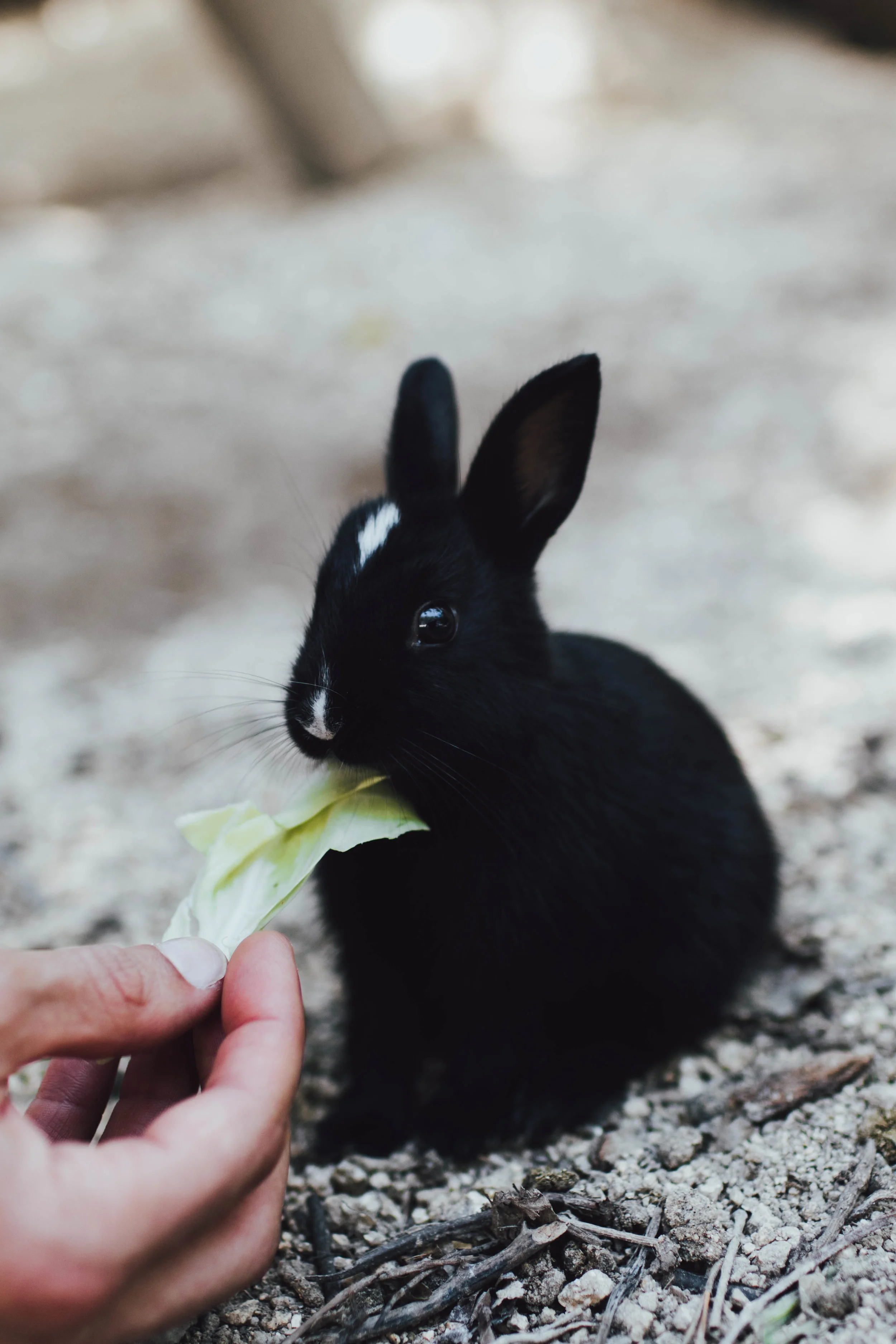 rabbit-island-japan-photos-by-samantha-look.jpg