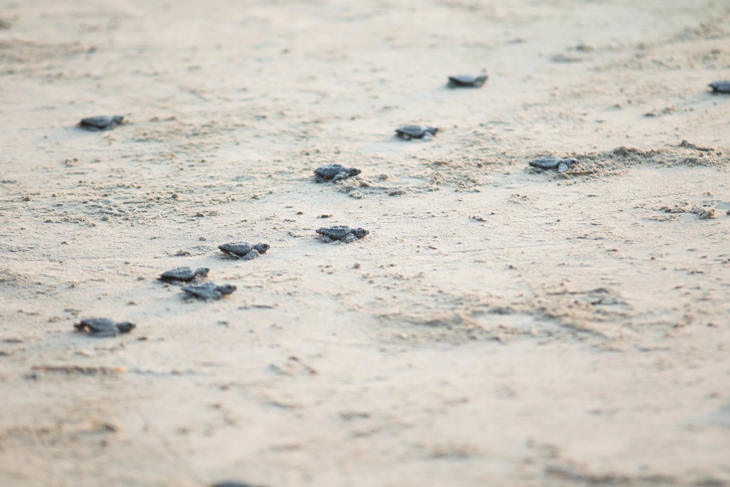turtle-release-texas-photos-by-samantha-look.jpg
