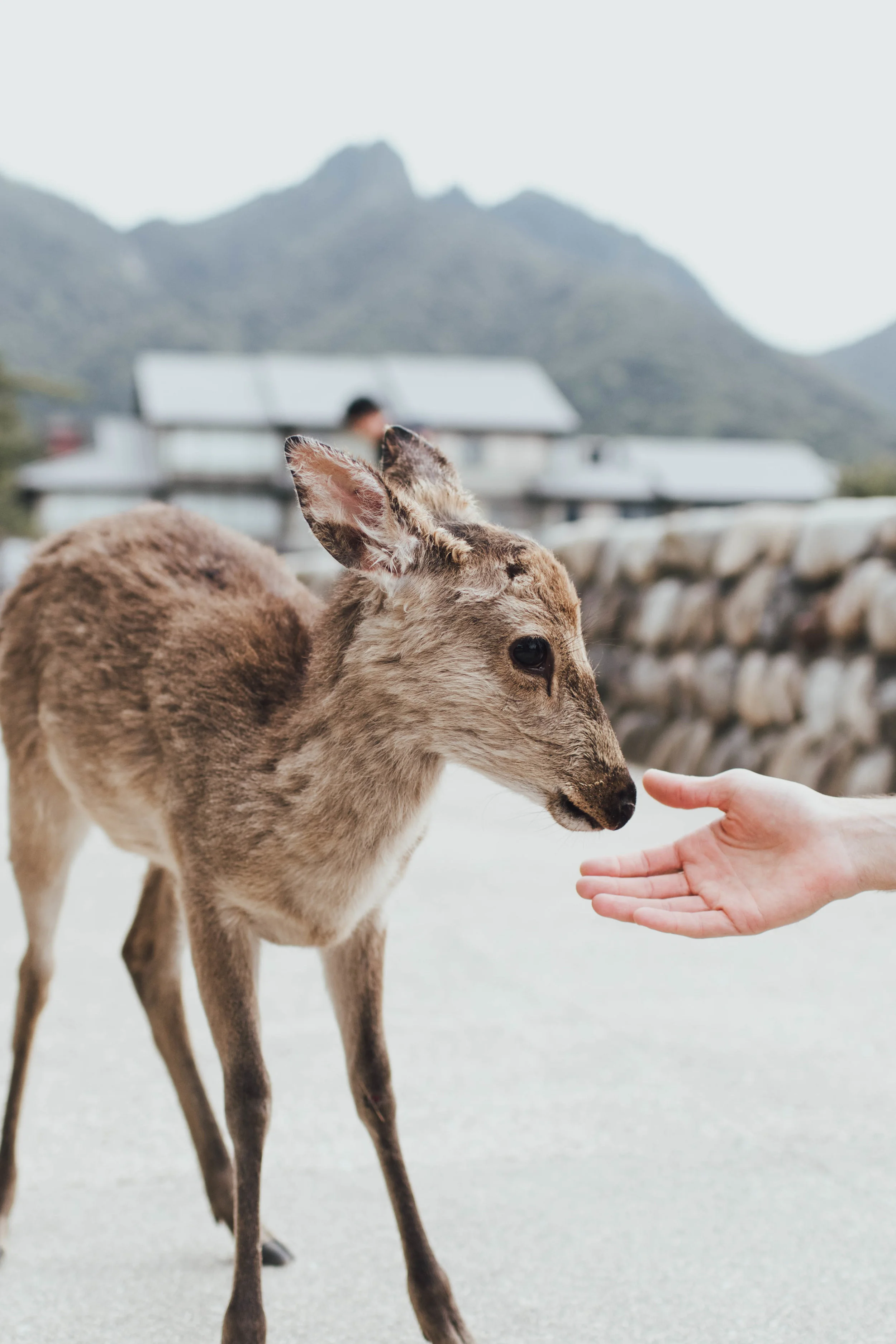 miyajima-japan-photo-by-samantha-look.jpg