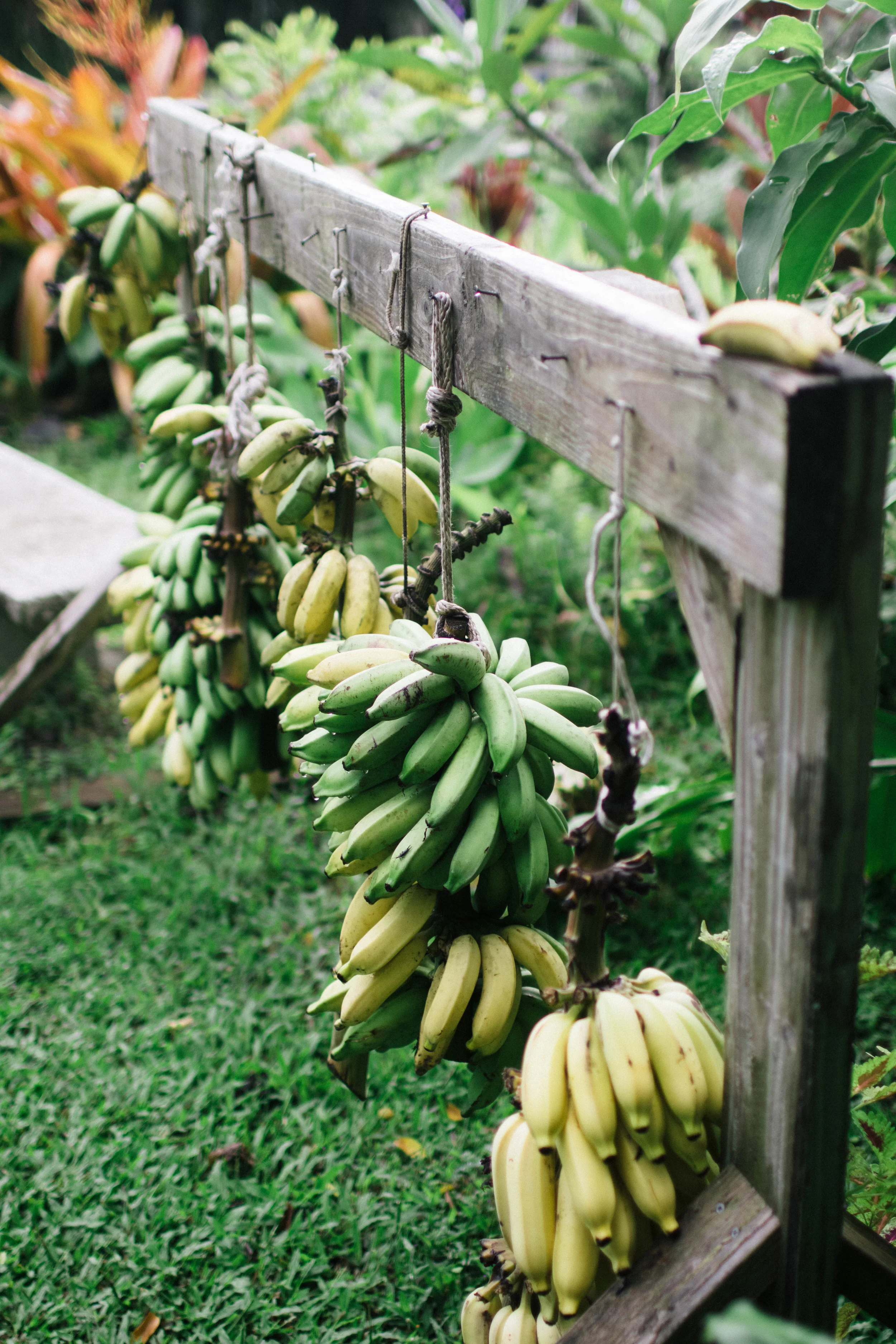hana-farms-banana-photo-by-samantha-look.jpg