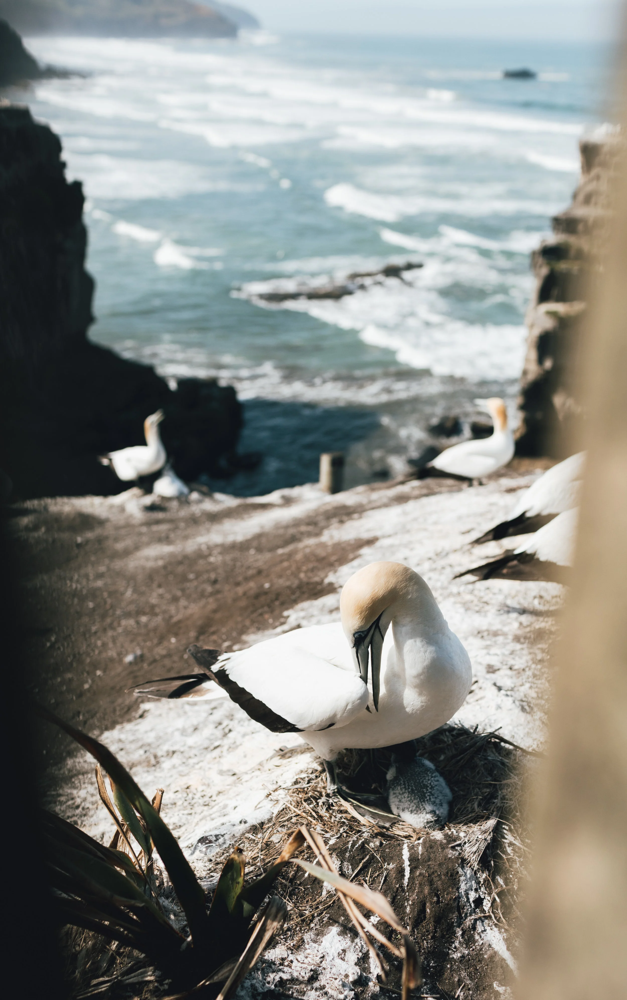 new-zealand-gannet-colony-photo-by-samantha-look.jpg