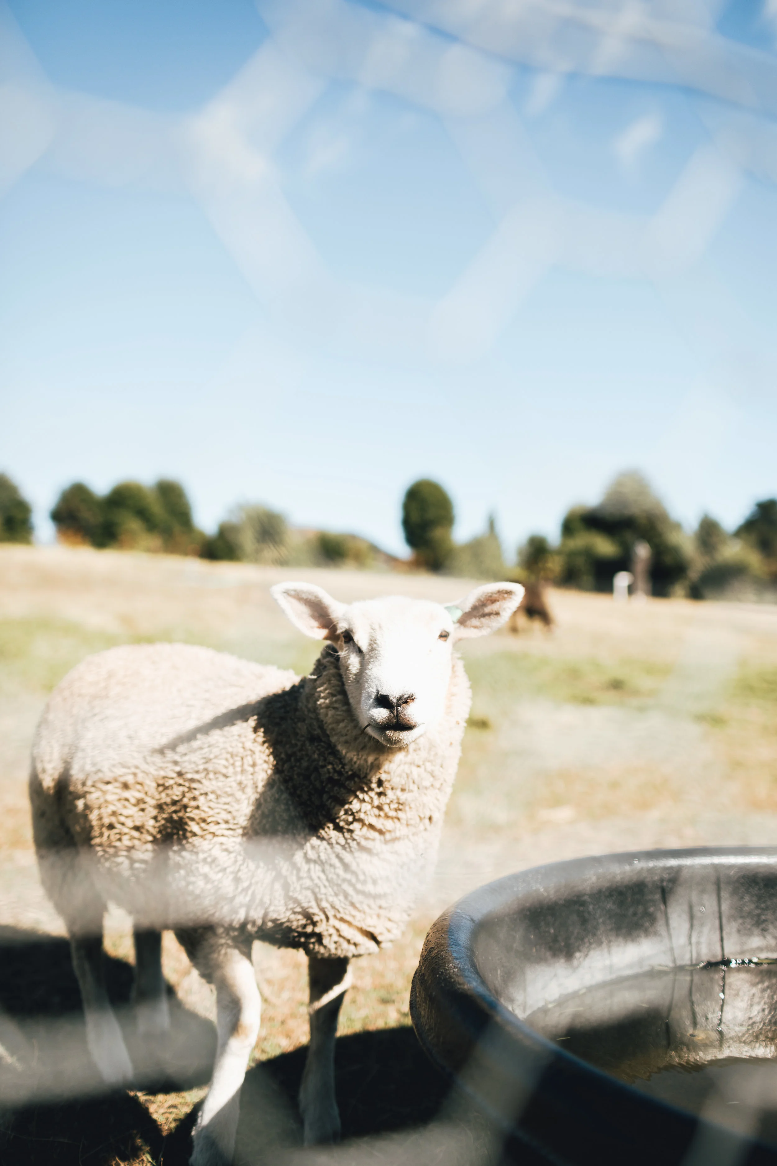 new-zealand-wanaka-lavender-farm-by-samantha-look.jpg