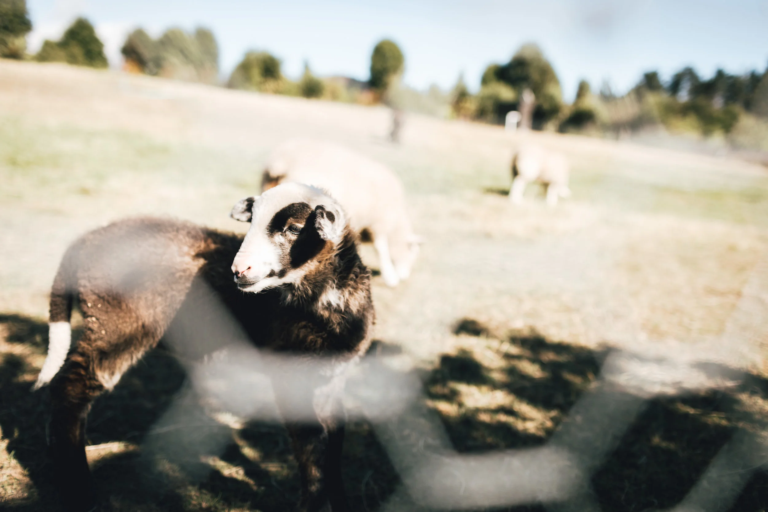 new-zealand-wanaka-lavendaer-farm-photo-by-samantha-look.jpg