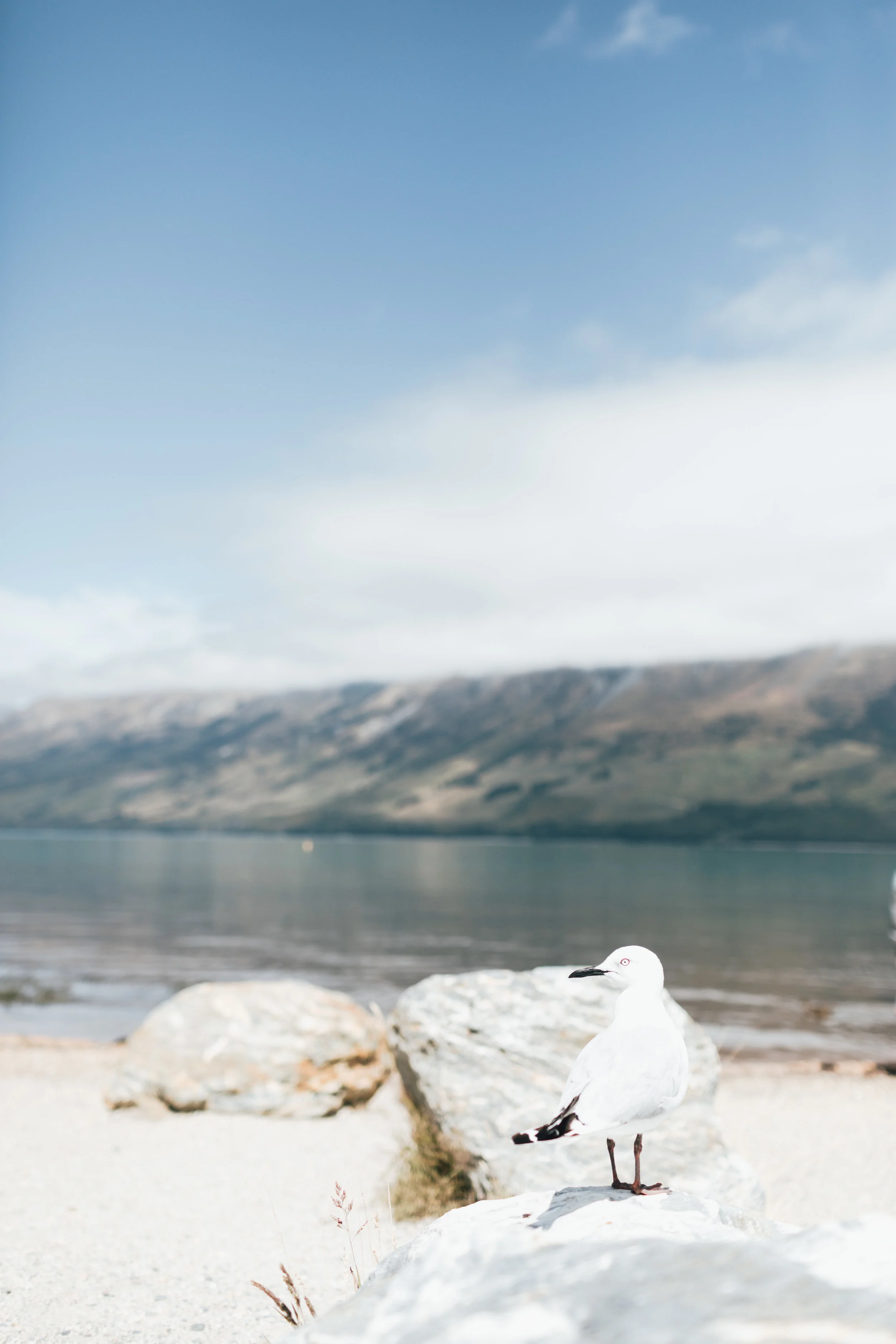 new-zealand-glenorchy-photo-by-samantha-look.jpg