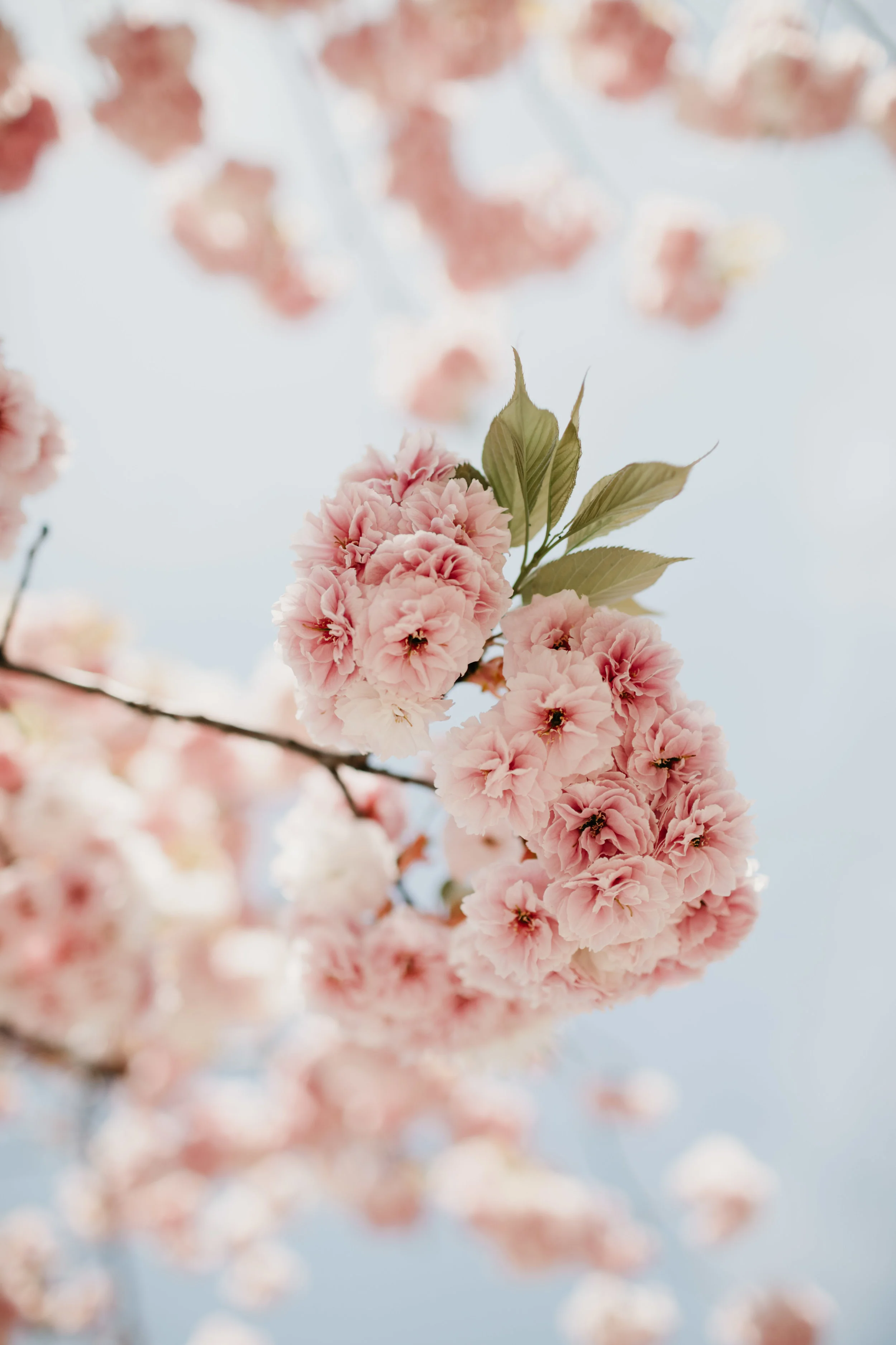 tokyo-sakura-photo-by-samantha-look.jpg