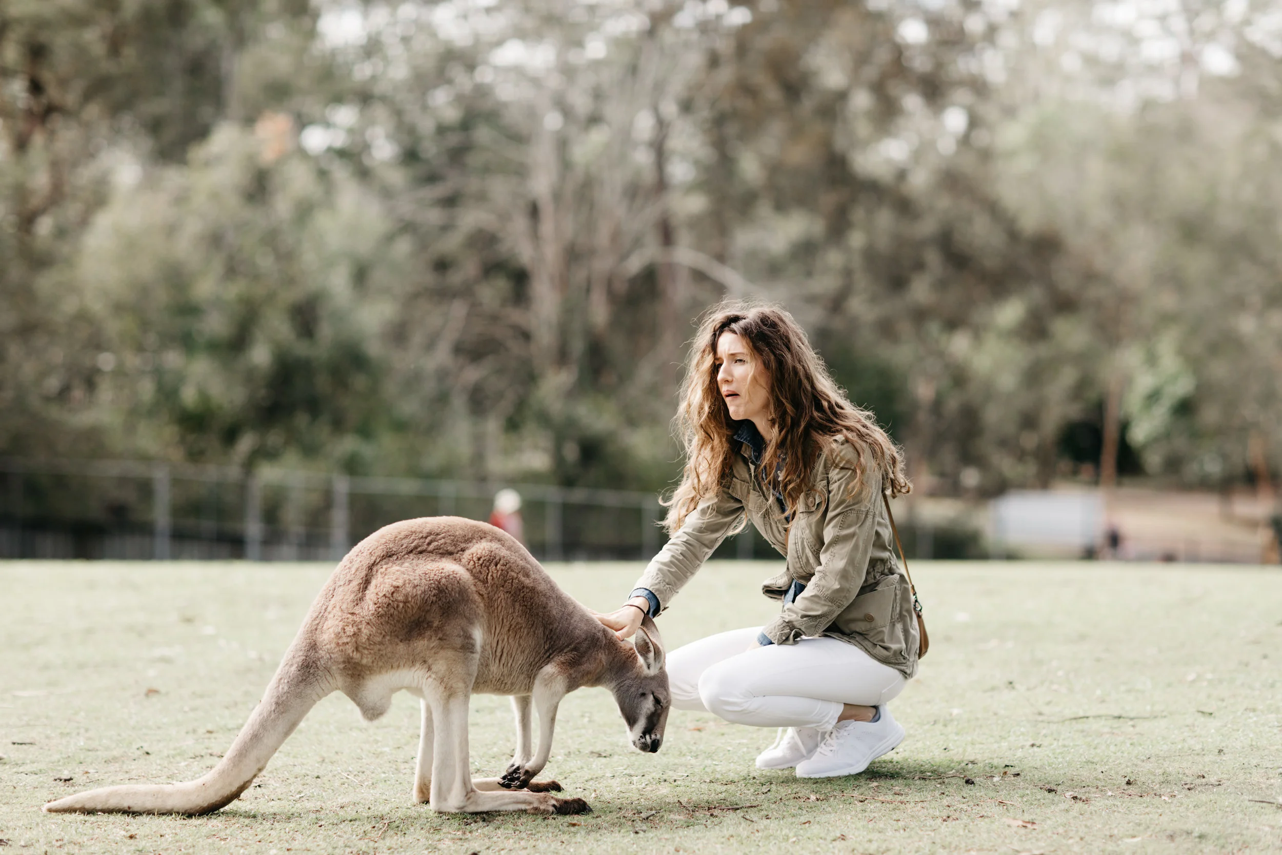 brisbane_lone_pine_kangaroo_photo_by_samantha_look.jpg