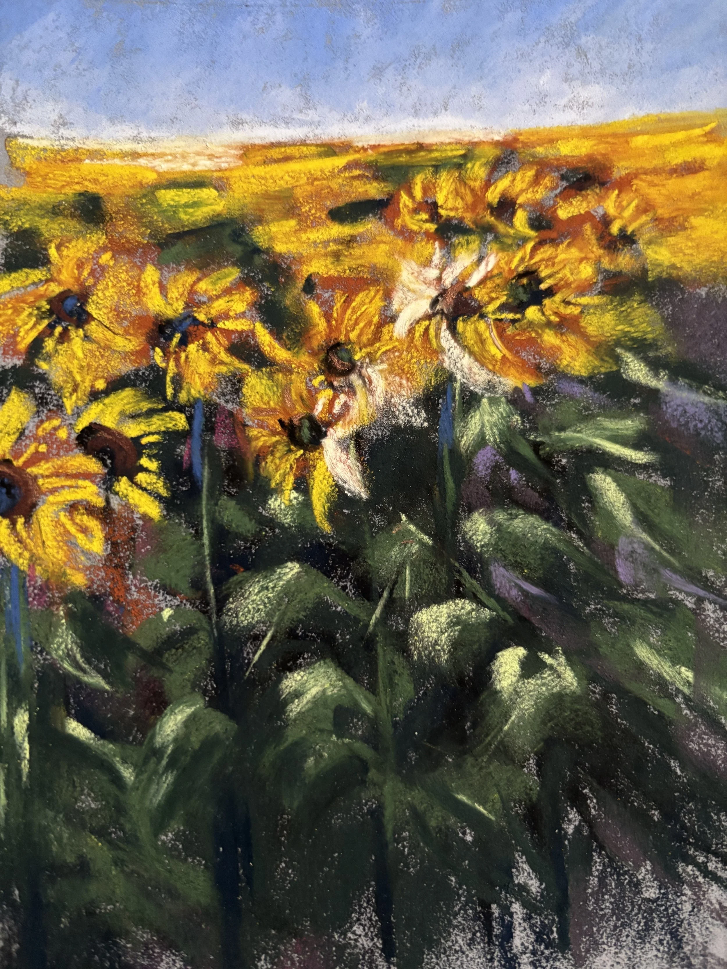 field of sunshine 2 closeup .jpg