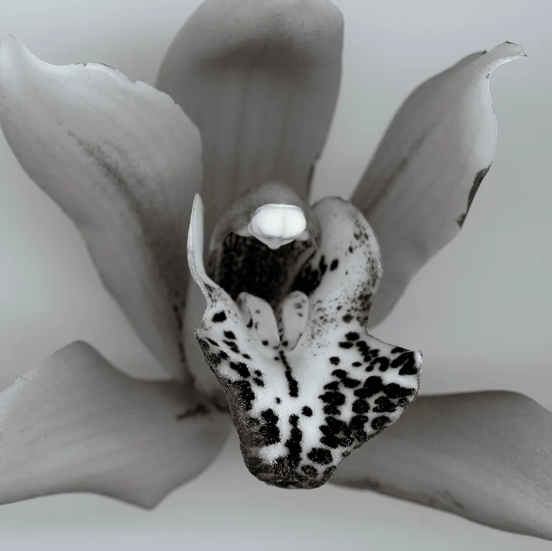 130218_PRINT_scanner_orchid005-use_LESS.jpg