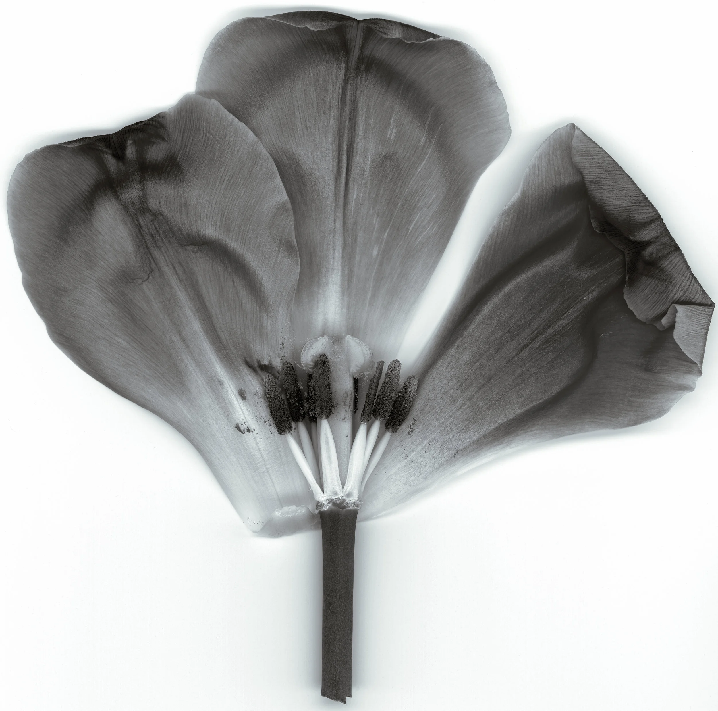 130218_PRINT_scanner003BWflower_LESS.jpg