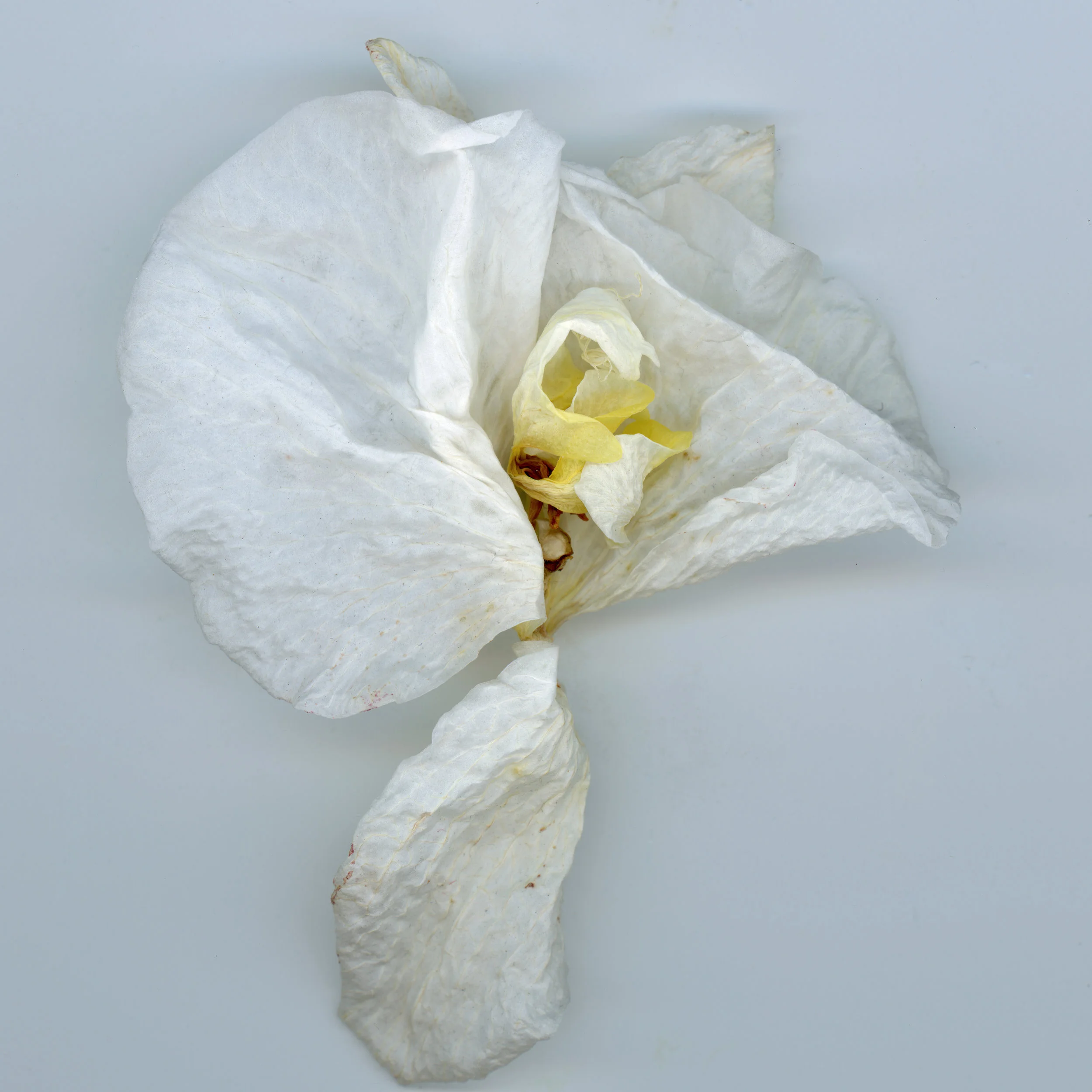 dissections020.jpg