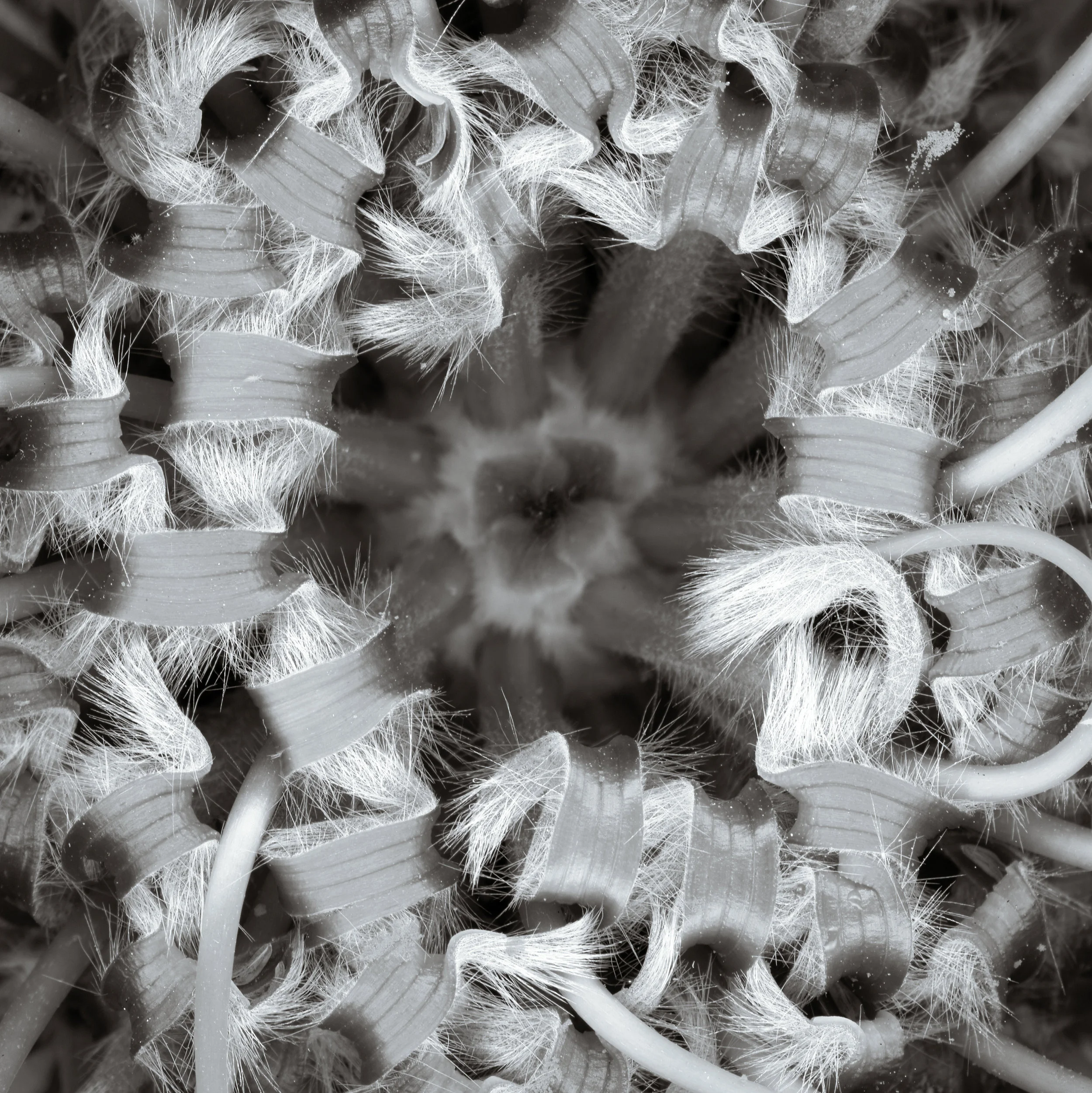 scanner_crazyflower004BW_cropped copy.jpg