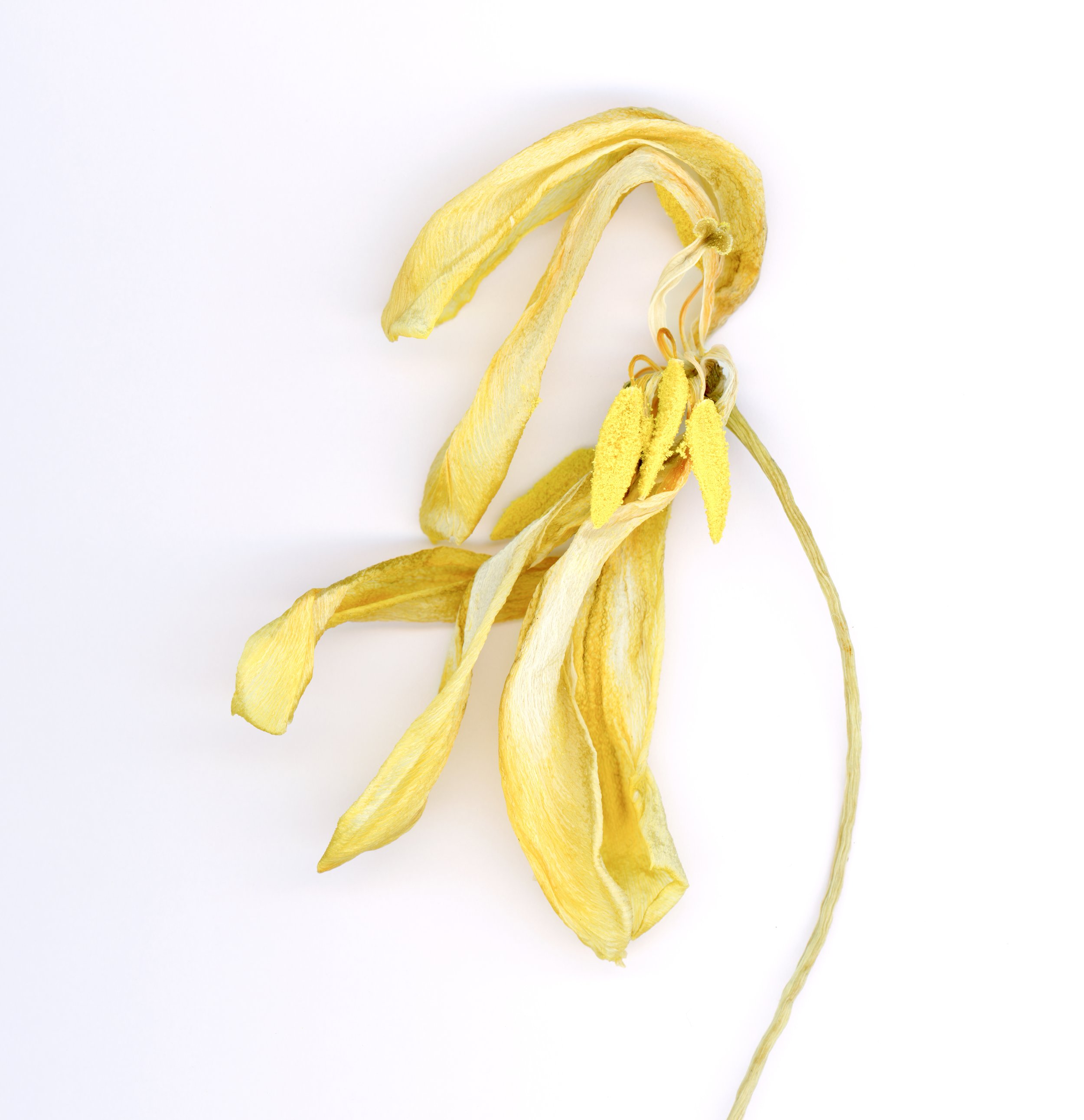 macro_yellowflower-010c-small.jpeg