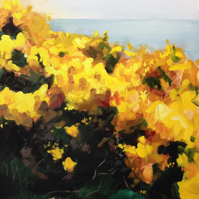 Wild Gorse Study . Oil on board. 12 x 12 inches.