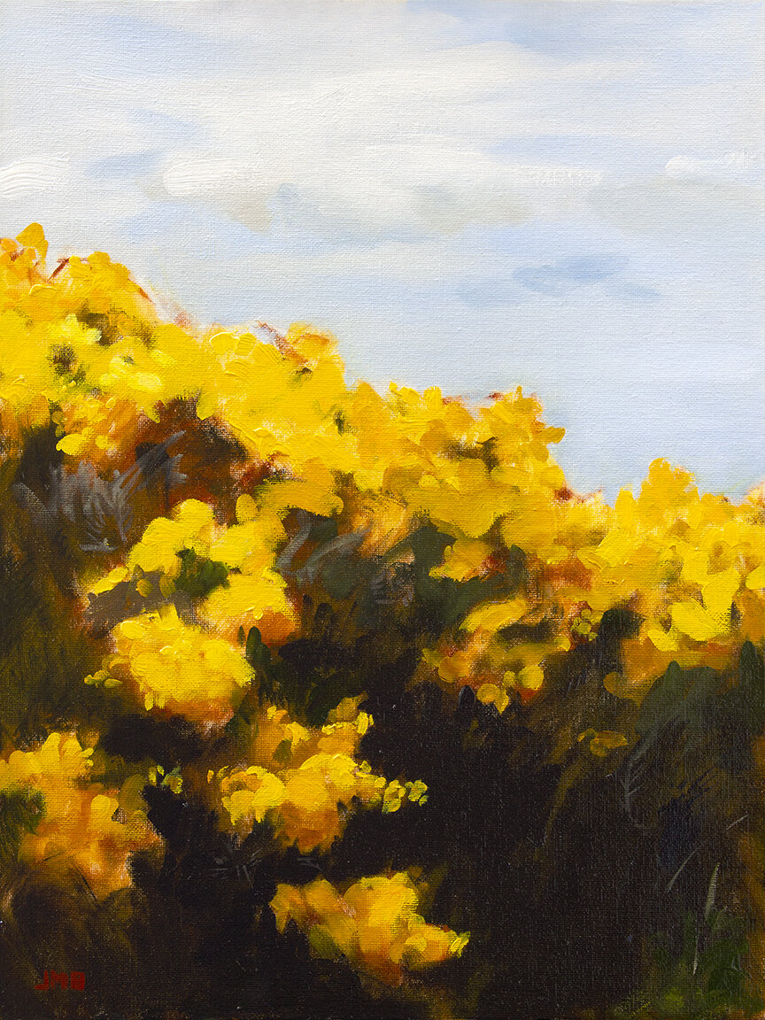 Wild Gorse VI - Blooms & Thorns