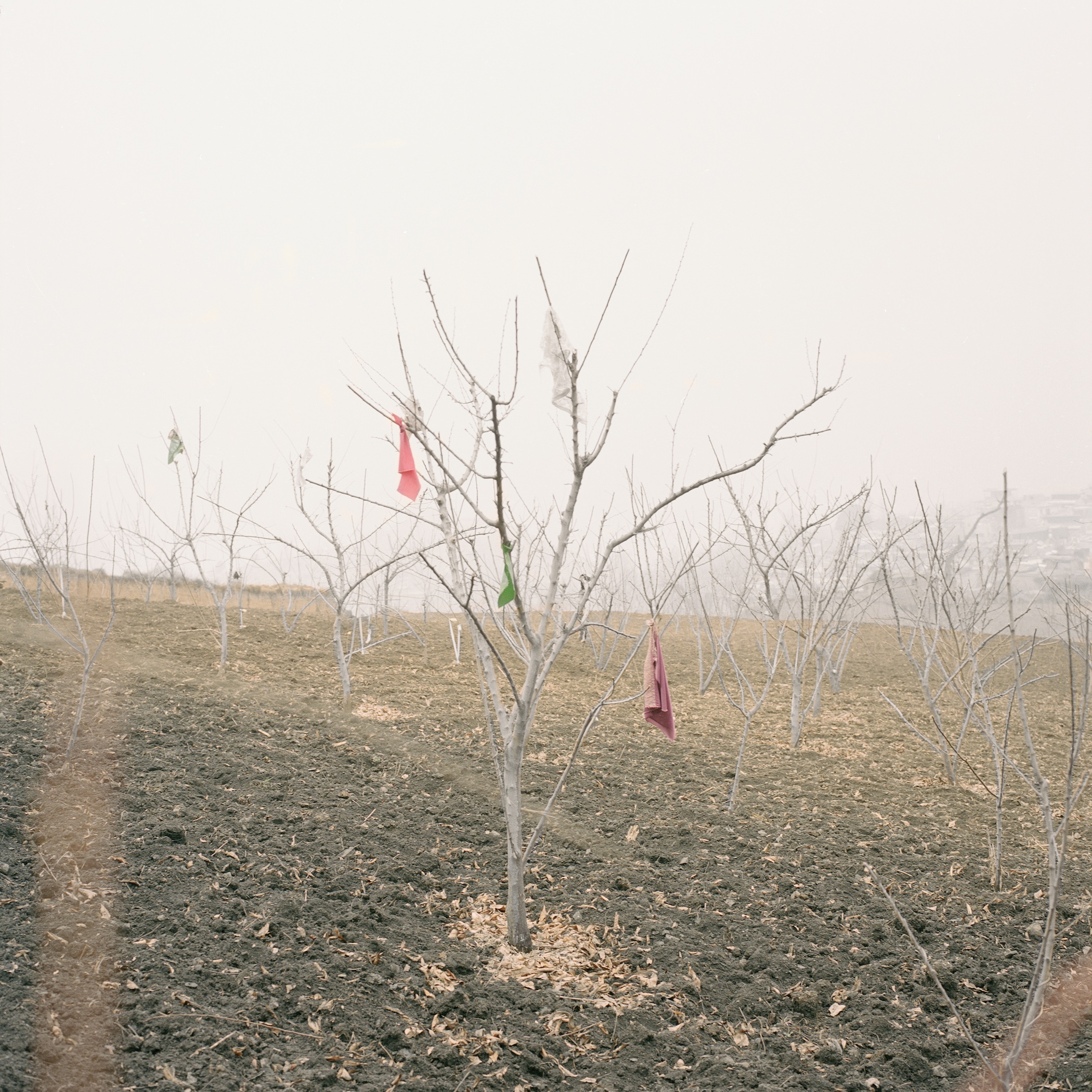 Pieces of Cloth Sprayed with Pesticide in the New Orchards, Radish Village, Sichuan, China, March 2016