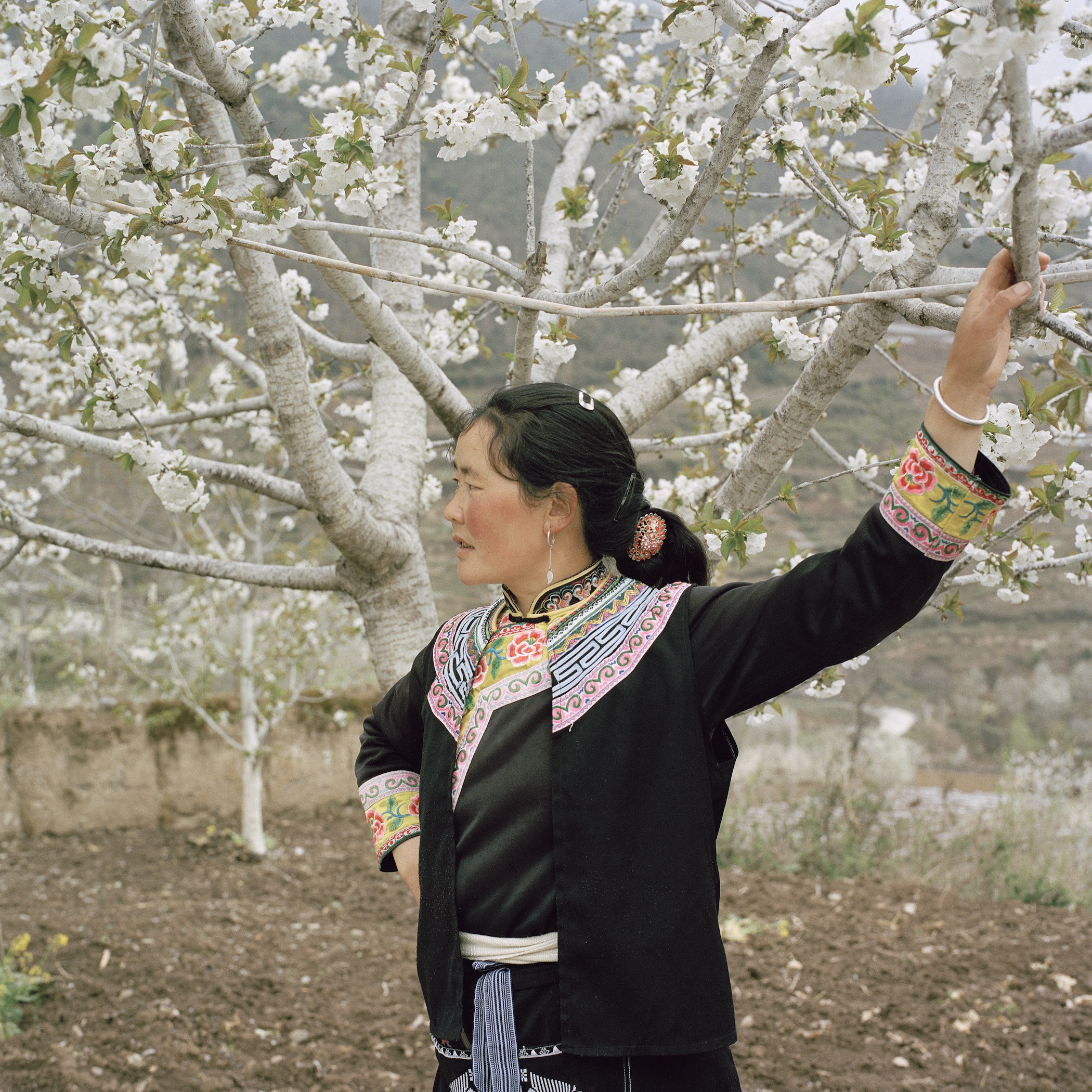 Woman and her Fully Grown Cherry Trees, Untouched by the Earthquake, Radish Village, Sichuan, China, April 2016