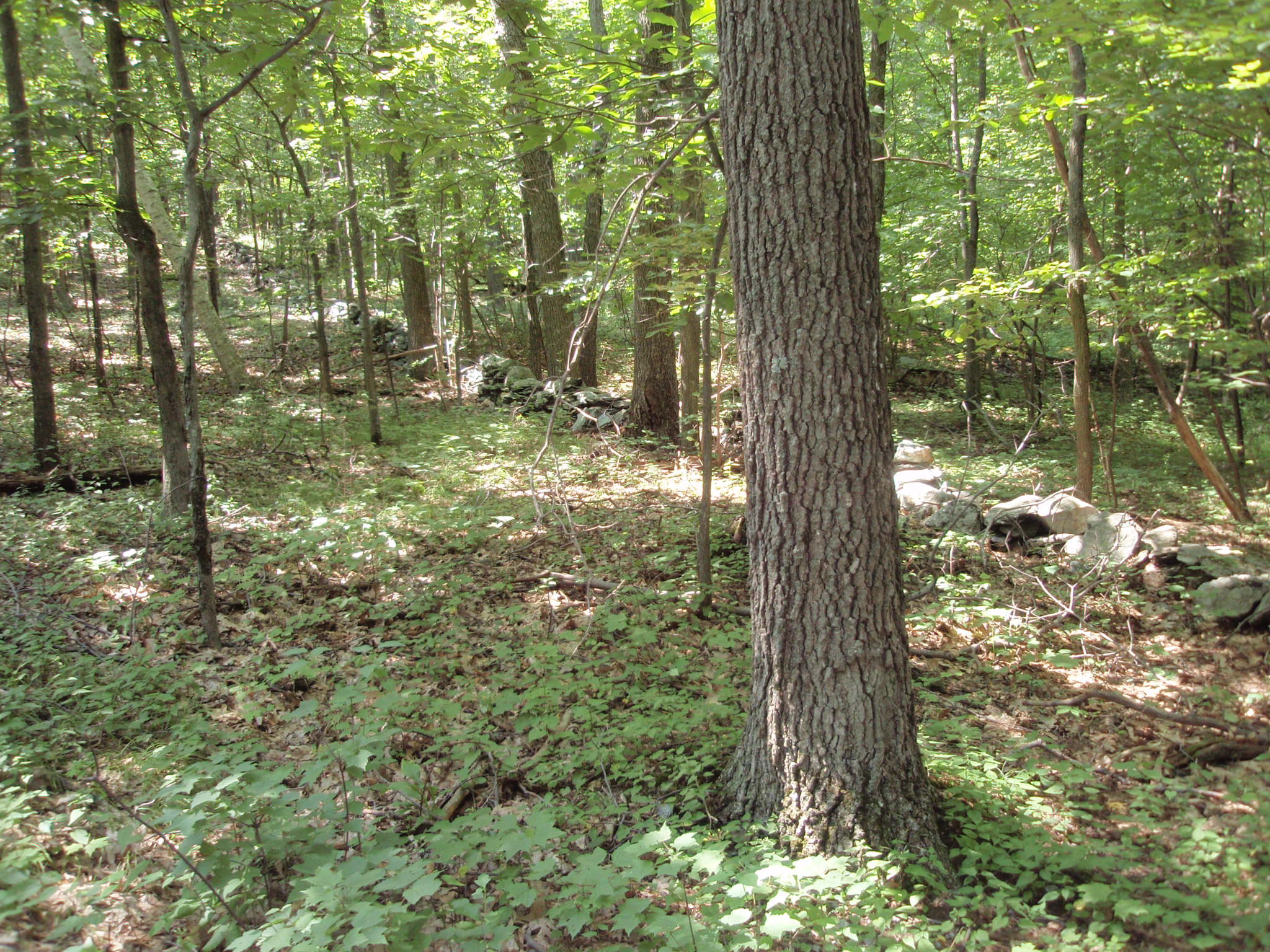 Proprty Aug 2008 055.jpg