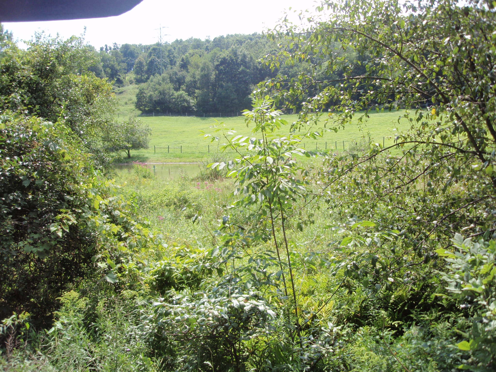 Proprty Aug 2008 067.jpg