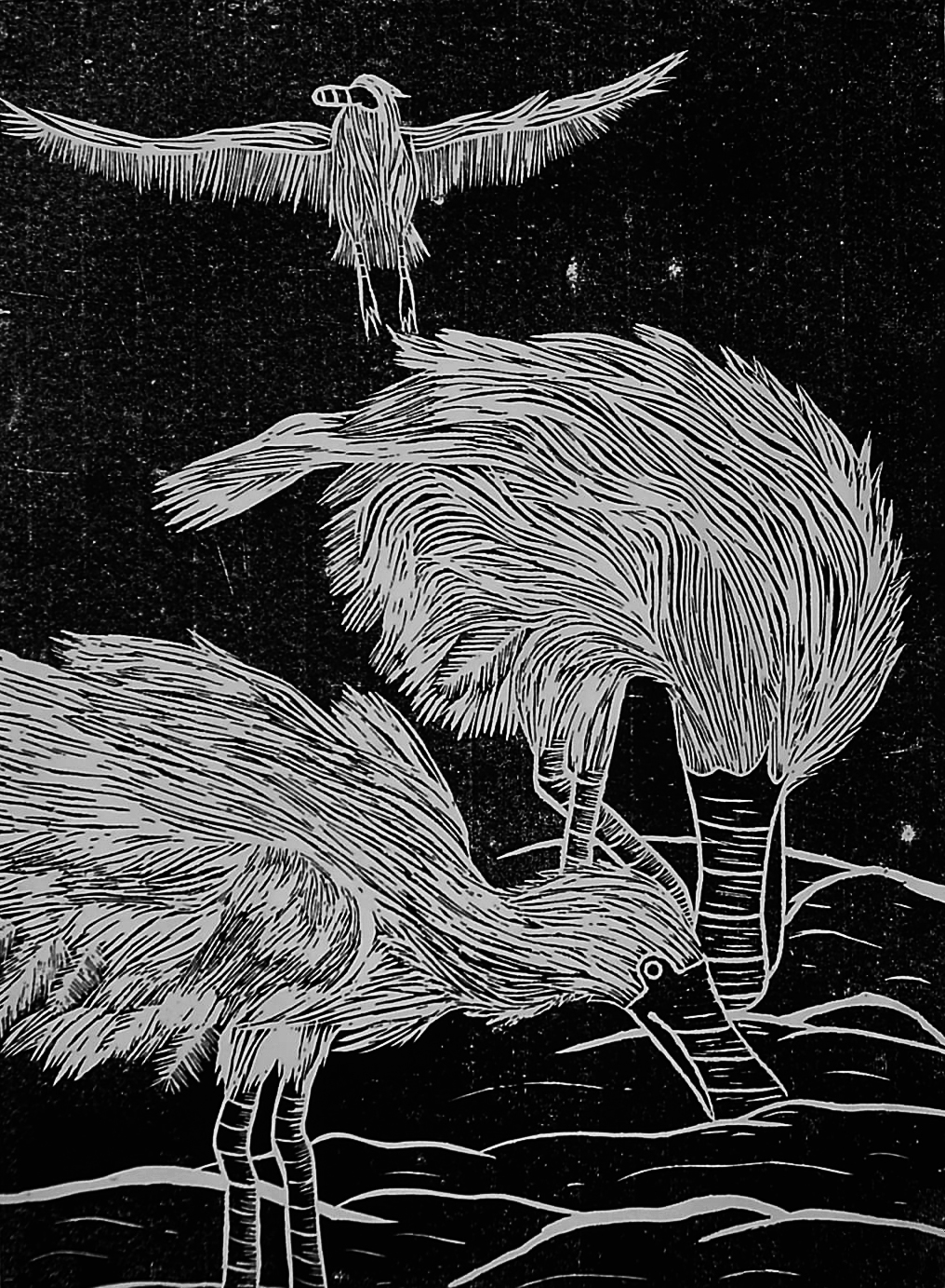 Black-faced Spoonbill