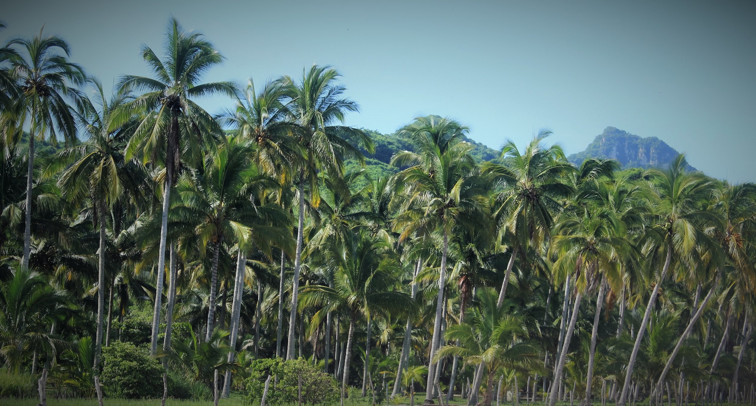 palmsandmonkeymountain.JPG