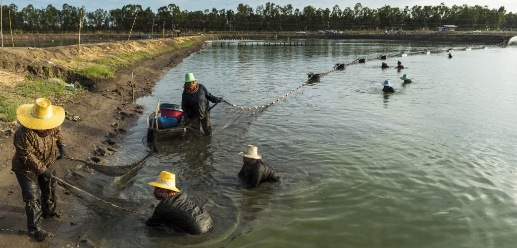 A hope for Thailand's shrimp farms