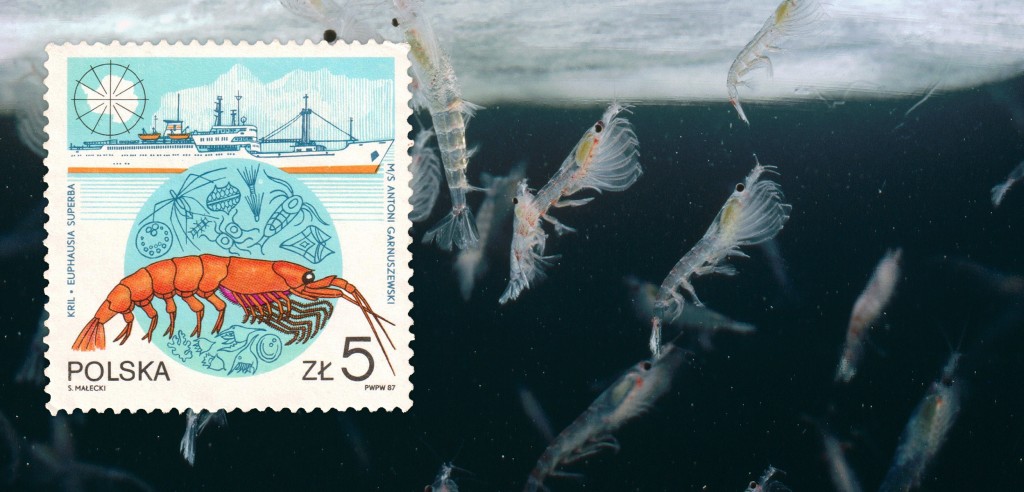 Krill seekers