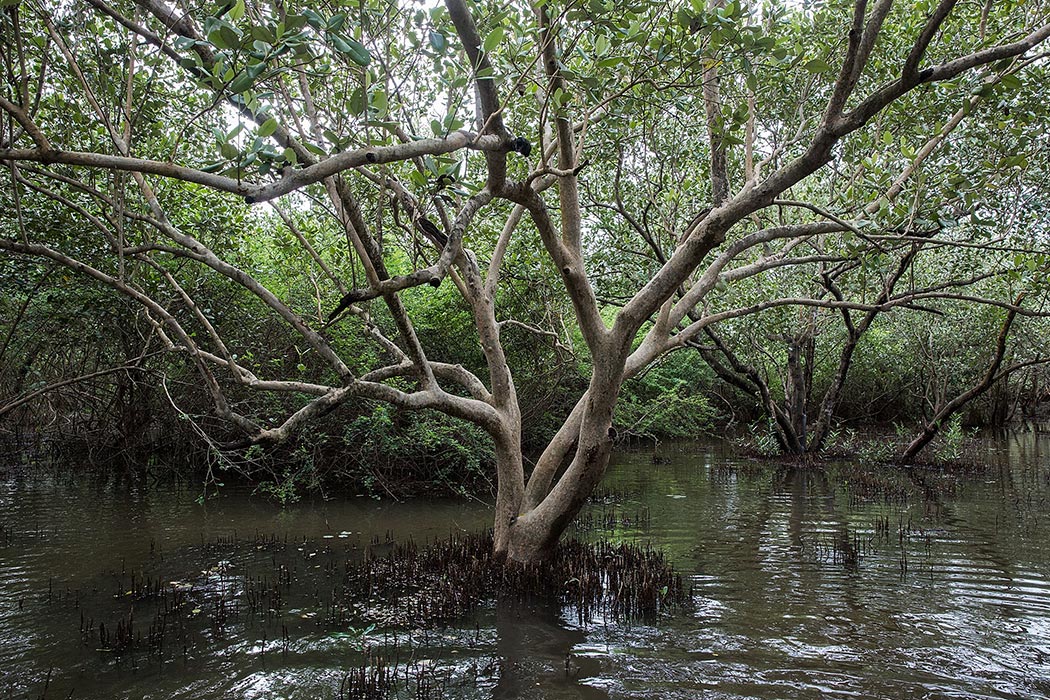 Why Myanmar jailed mangrove activists