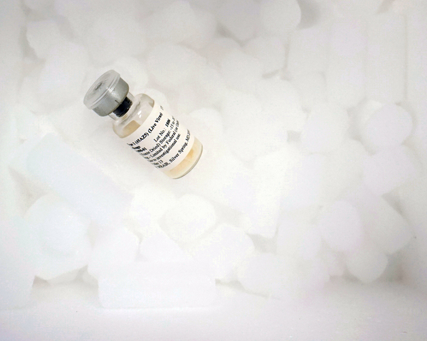 Challenge accepted: Human challenge trials for dengue