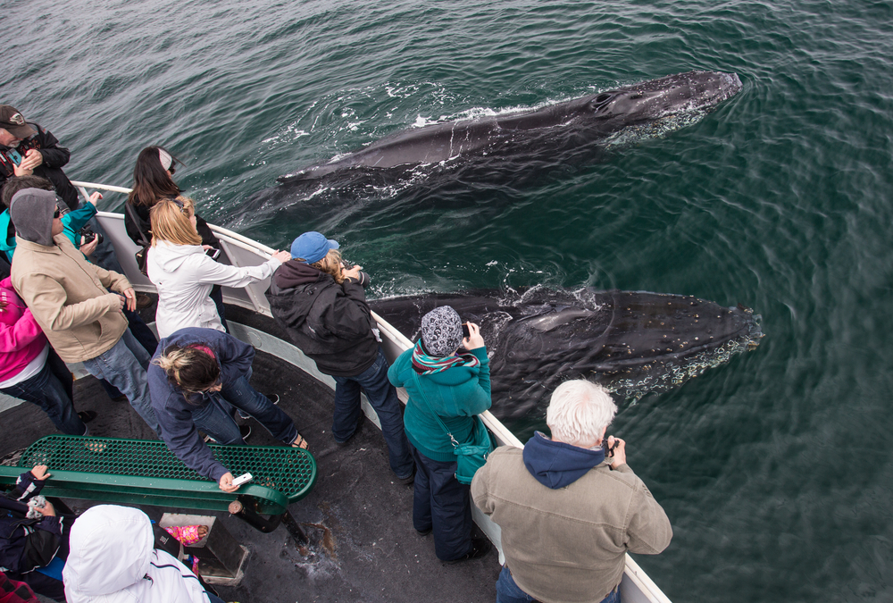 In New York bay, humpback whales make a dramatic comeback