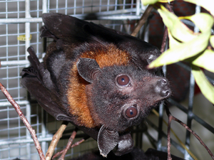Going batty: studying natural reservoirs to inform drug development
