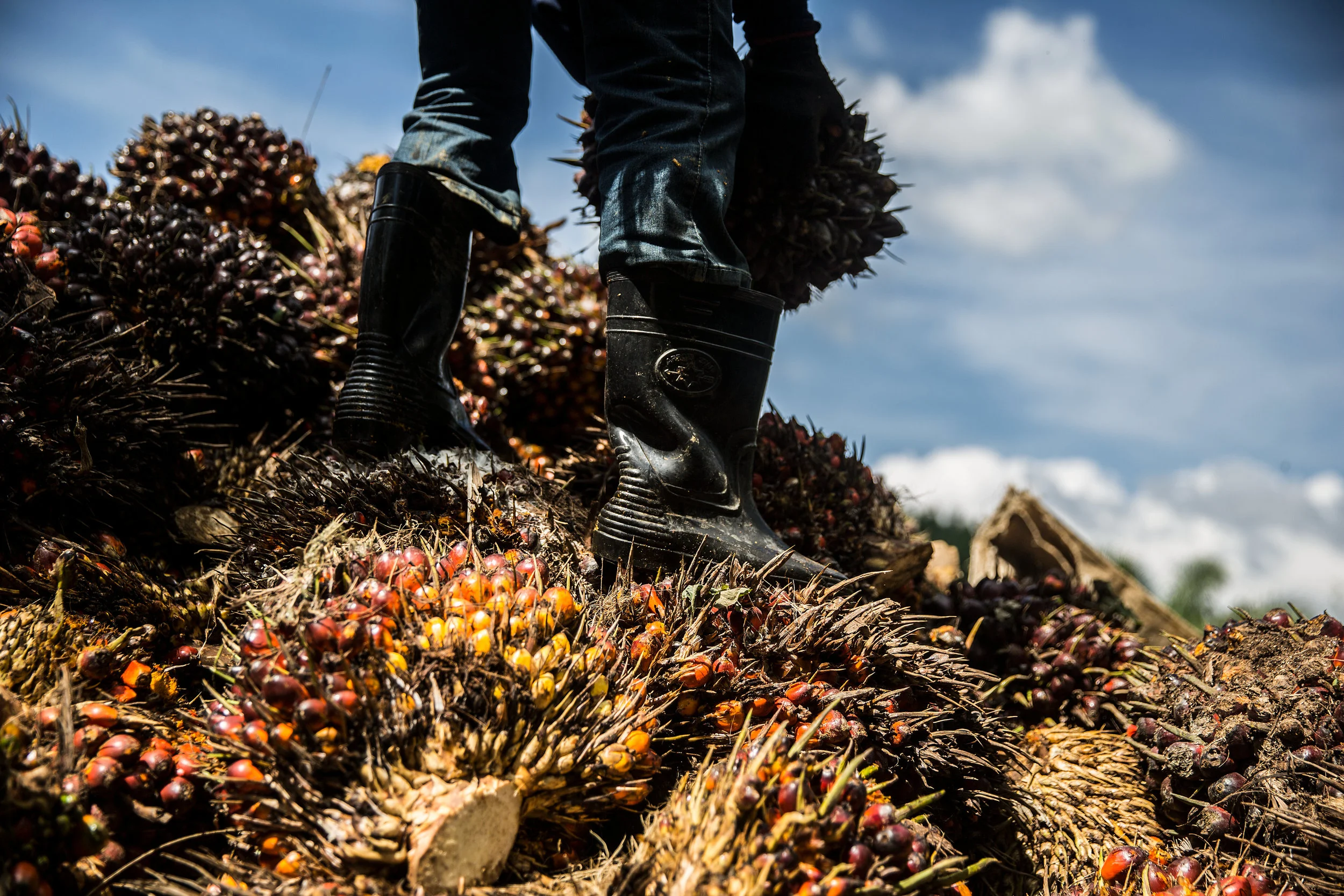 A makeover for the world's most hated crop