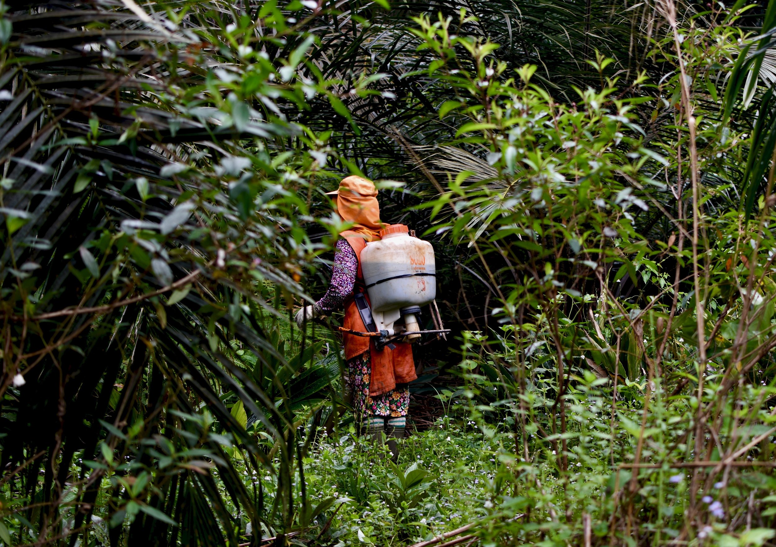 ‘I’ve never been normal again’: Indonesian women risk health to supply palm oil to the West
