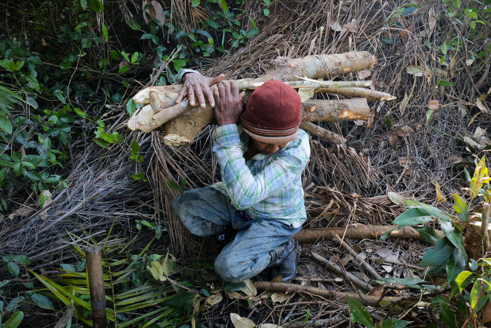 Why Myanmar villagers still engage in illegal logging of mangroves