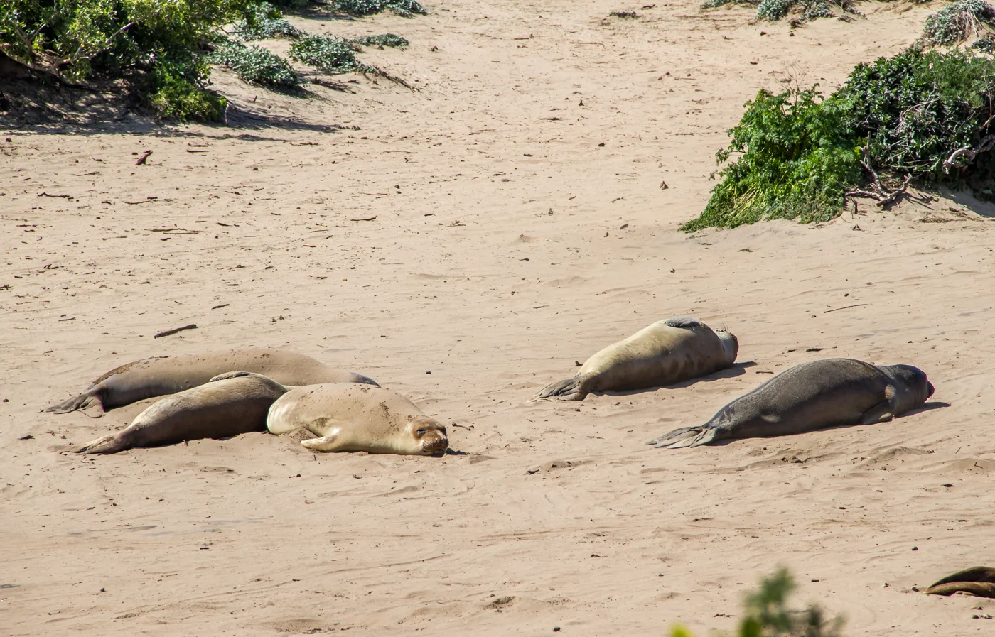 Elephant seals at Año Nuevo State Park