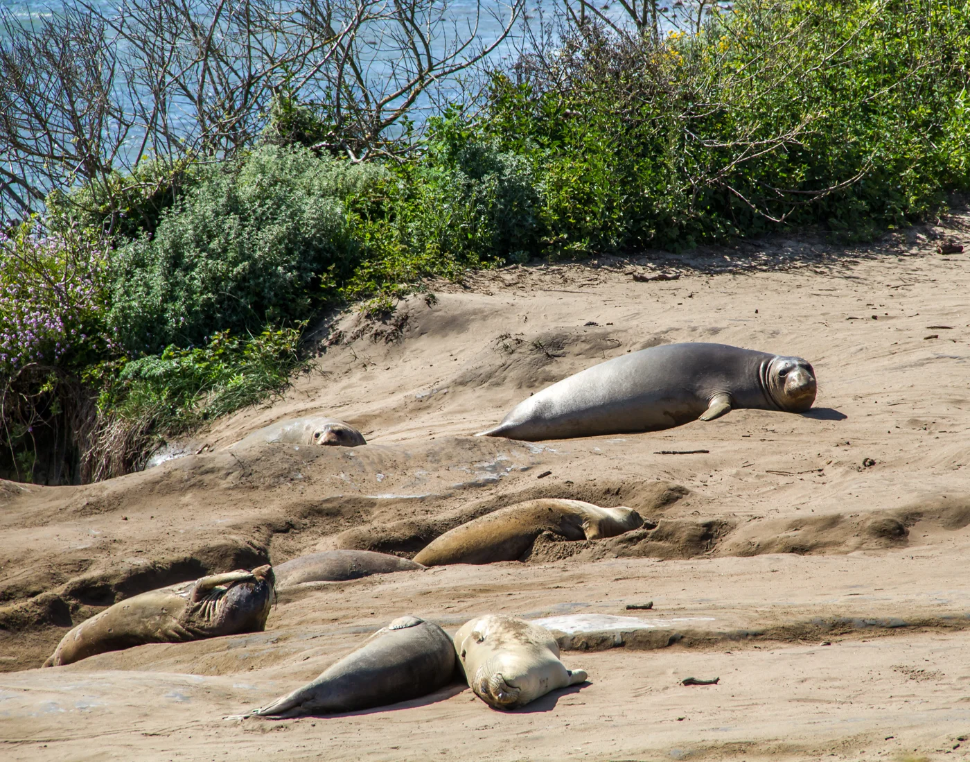 I want to chill on the beach like these elephant seals... with a cup of tea in my hand!