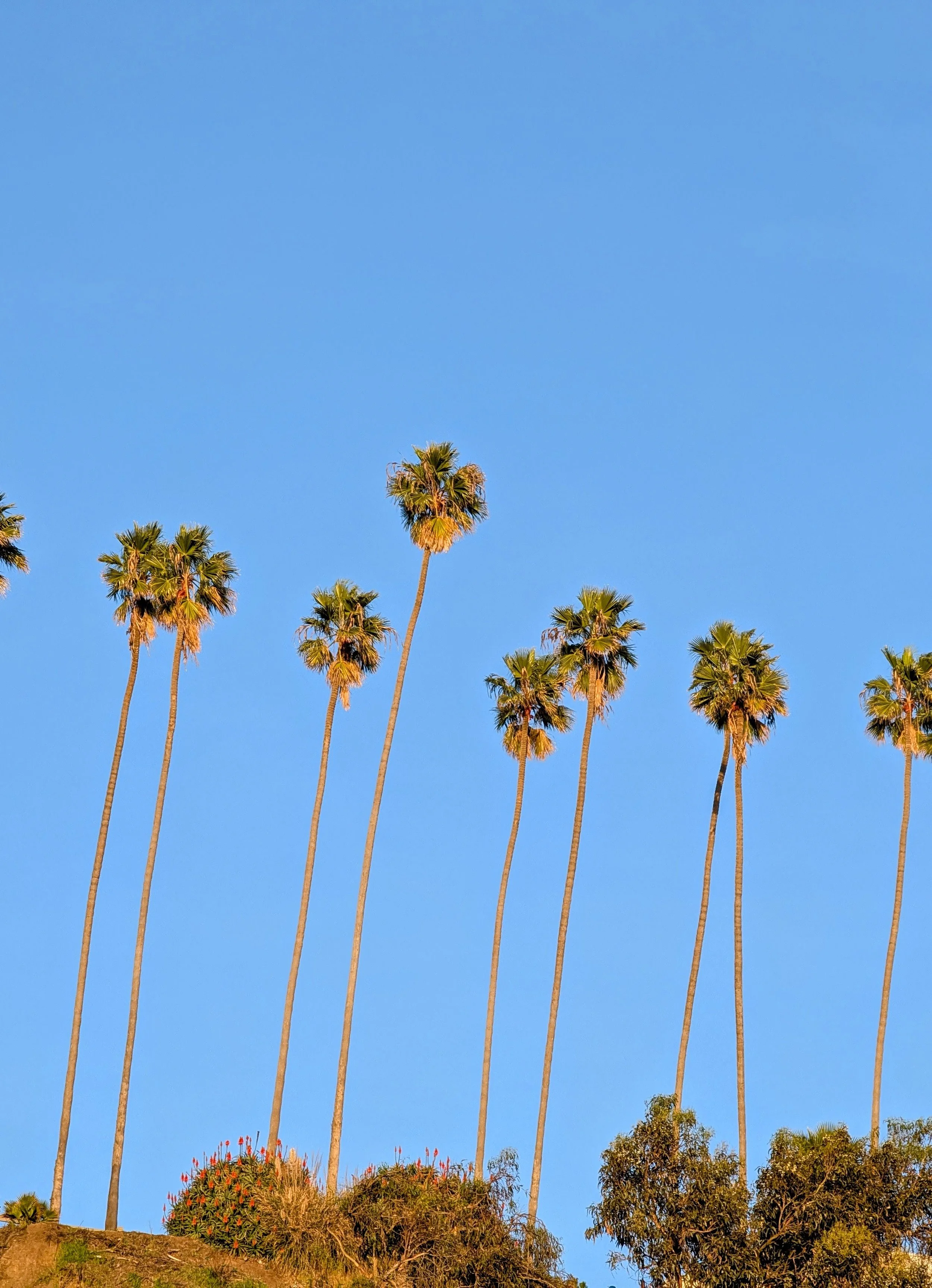 Curated Routes: Santa Monica &amp; Pacific Palisades — Coastal Modernism and Sensory Rituals